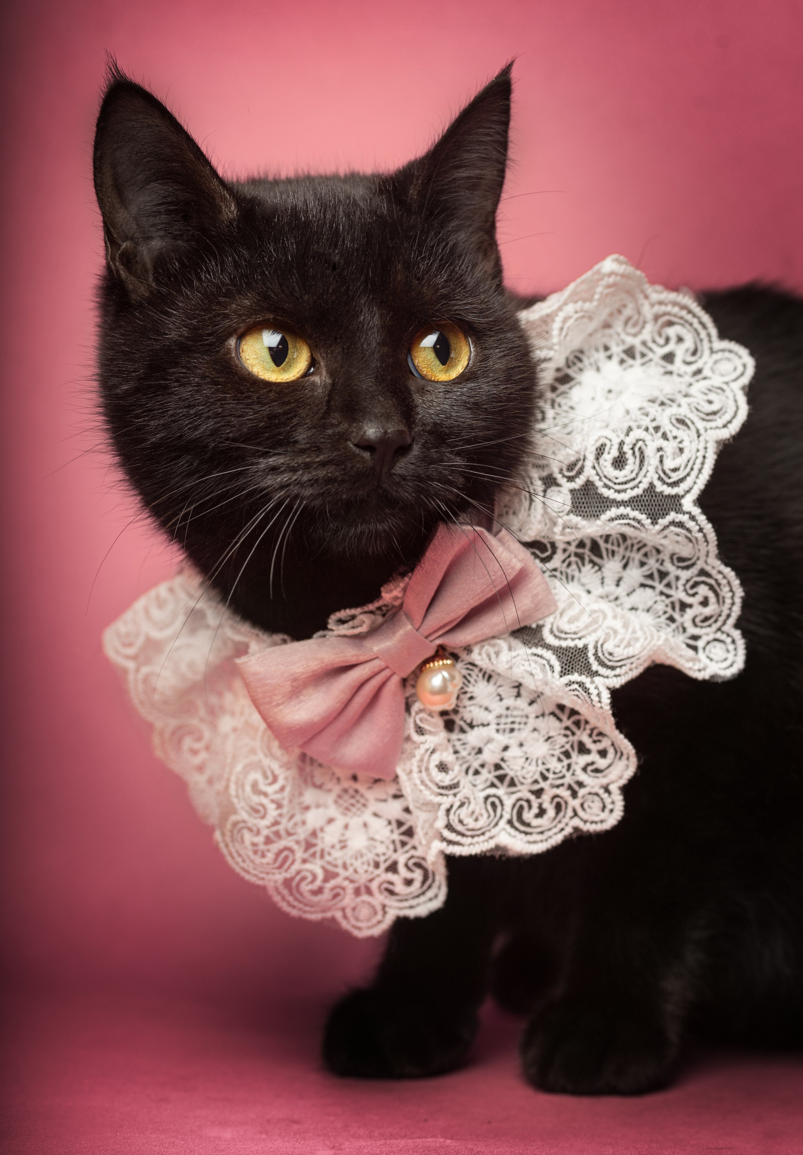 Коты. Фотограф Демид Никитин. г. Дубна, Москва