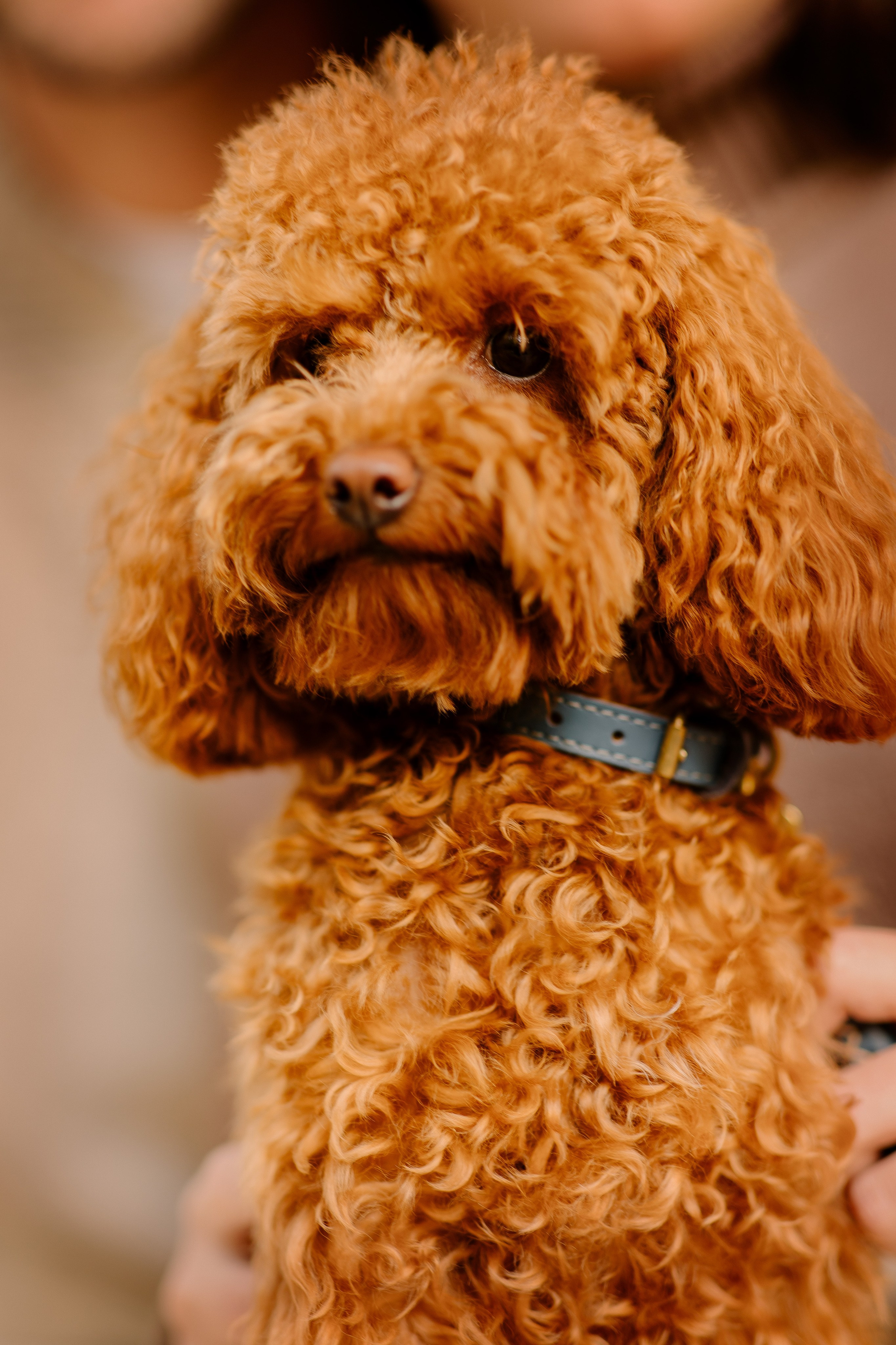 1+1=3. Семейный фотограф Москва детский фотограф Одинцово фотосессия беременности Рогачева Екатерина