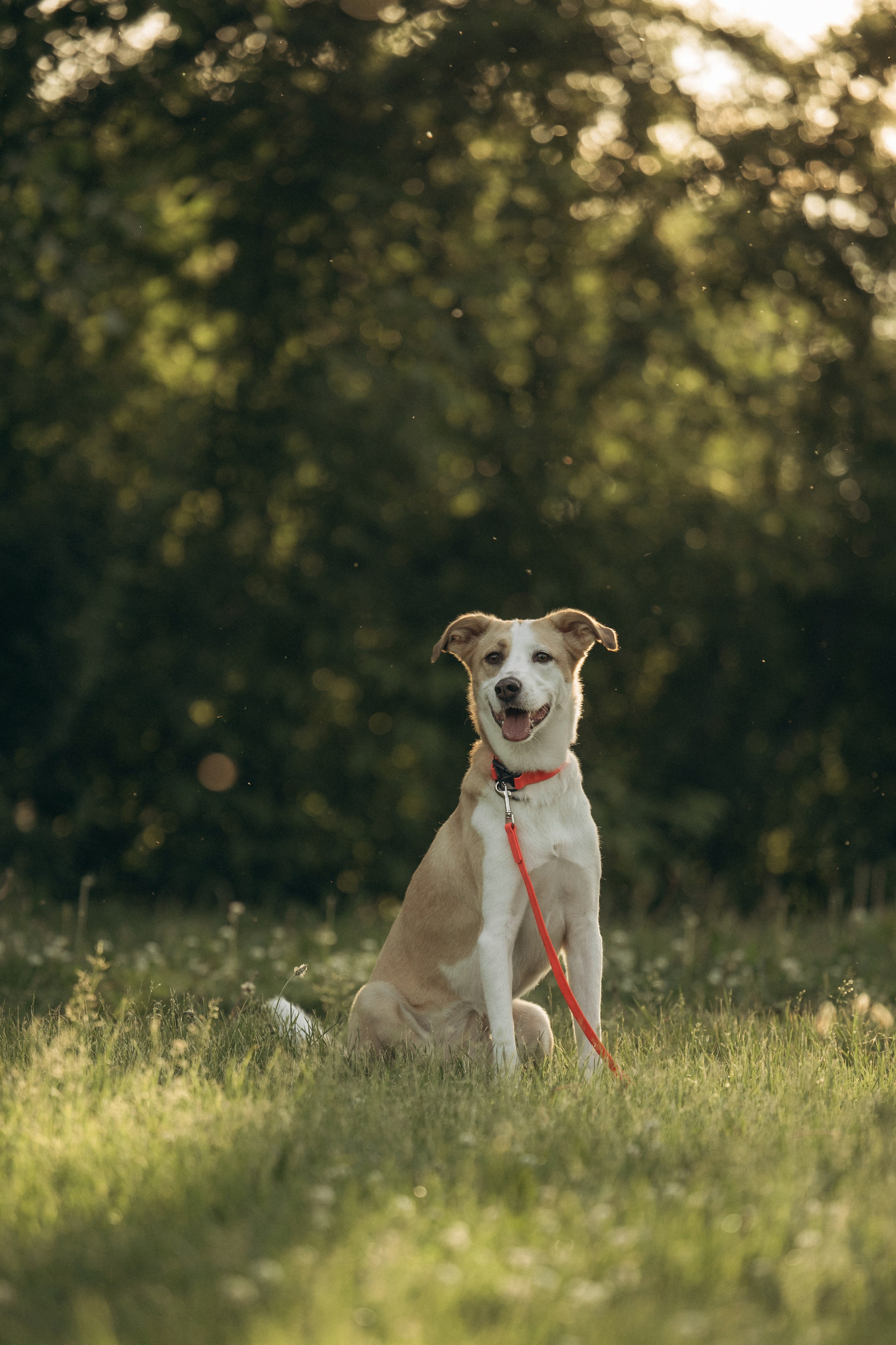 Парк Коломенское. Михаил, Анастасия и Ума. Фотограф анималист в Казани Алина Сулейманова. Фотограф животных