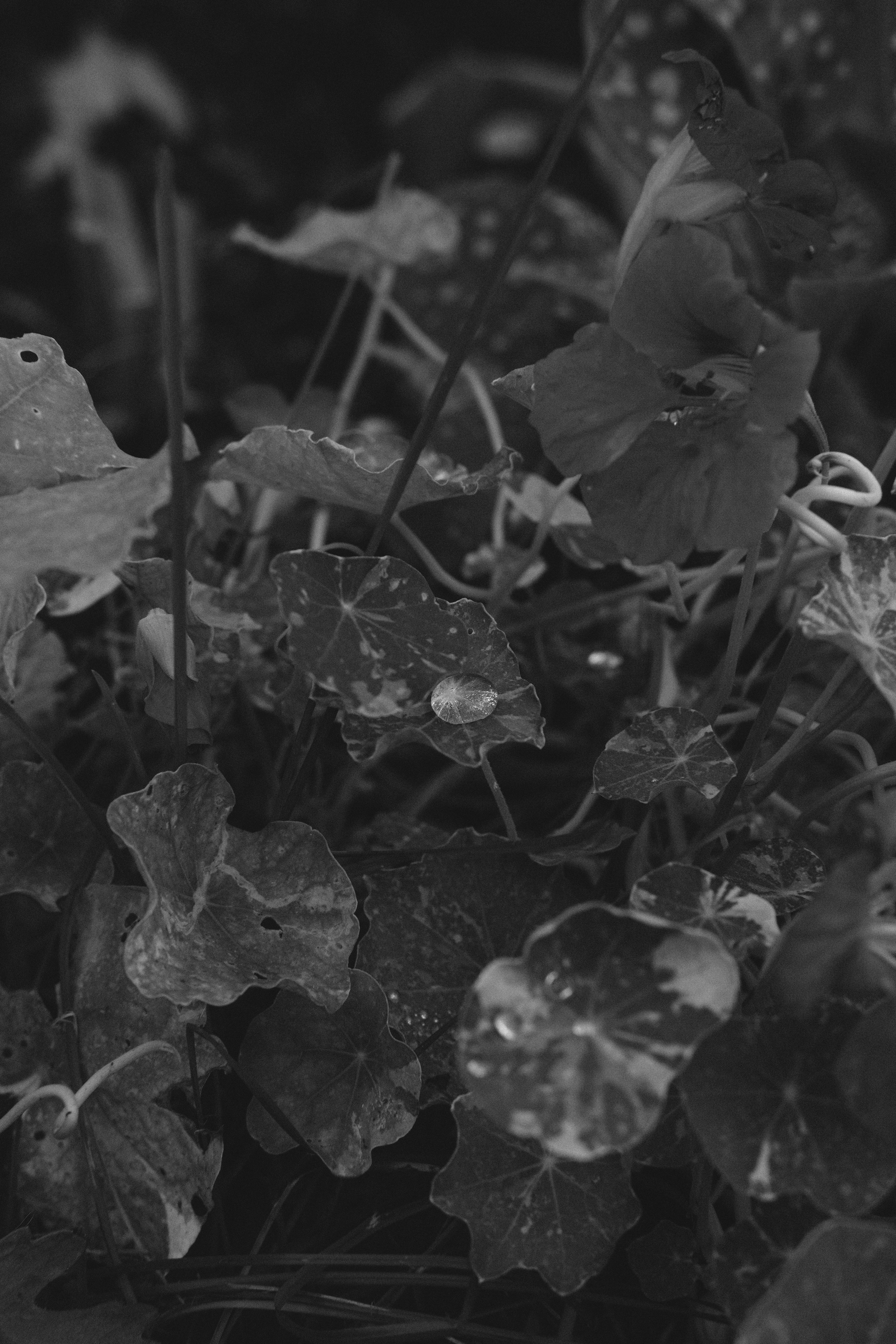 Жизнь сада. Works