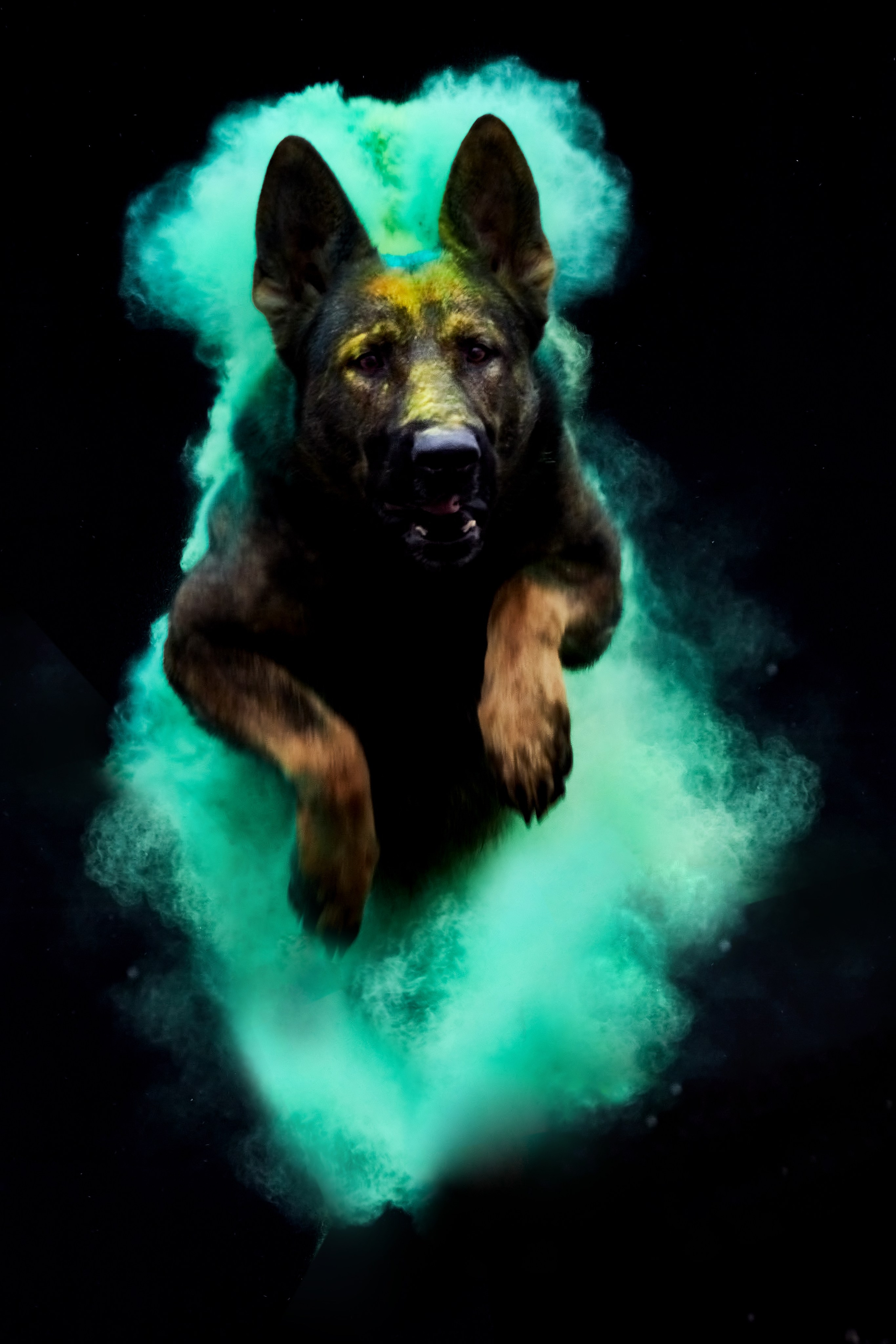 Фотосессия с животными. Фотограф анималист — Тула, Москва