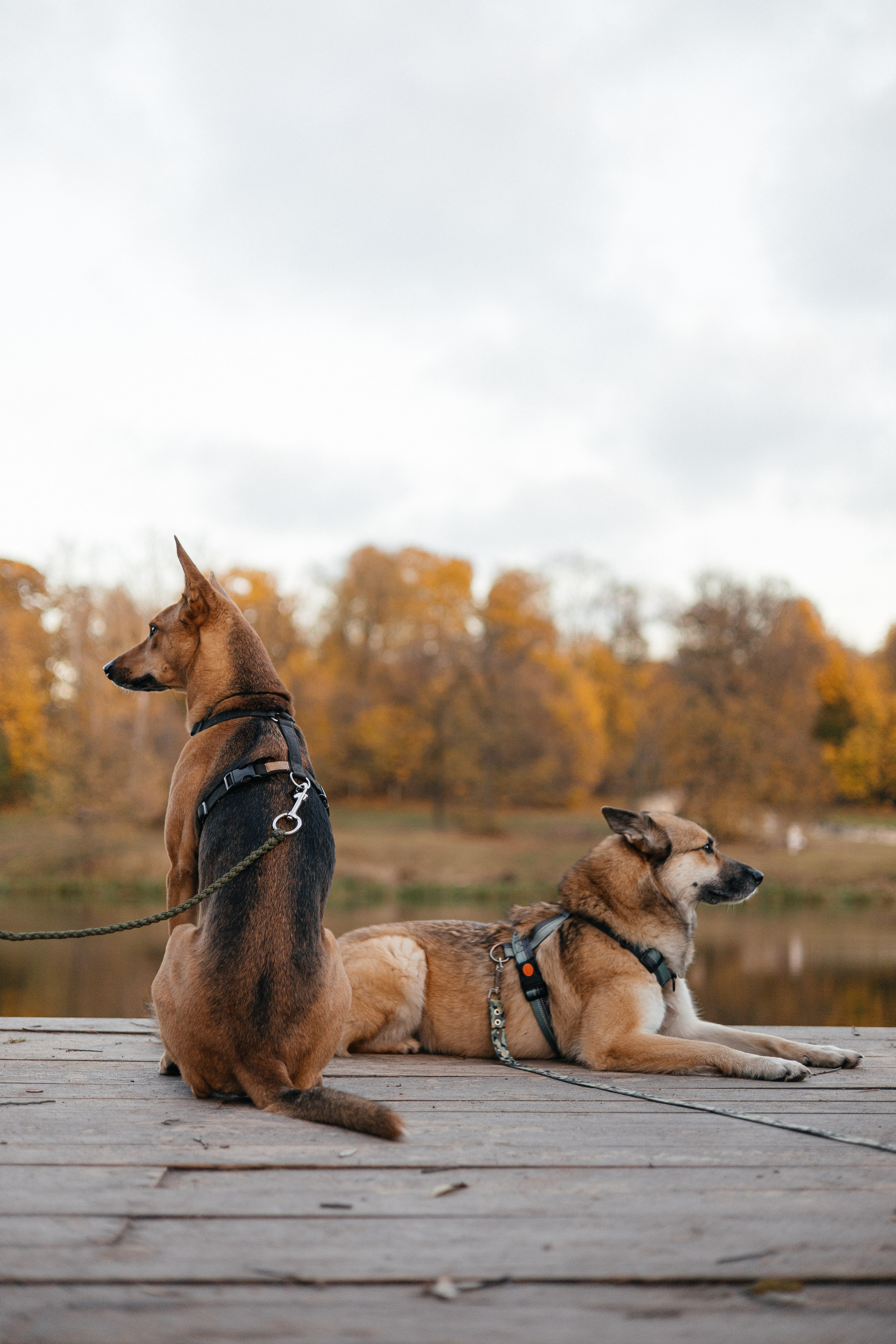 Нелли, Лёша, Рэй и Норд. Фотограф Анна Луценко Москва