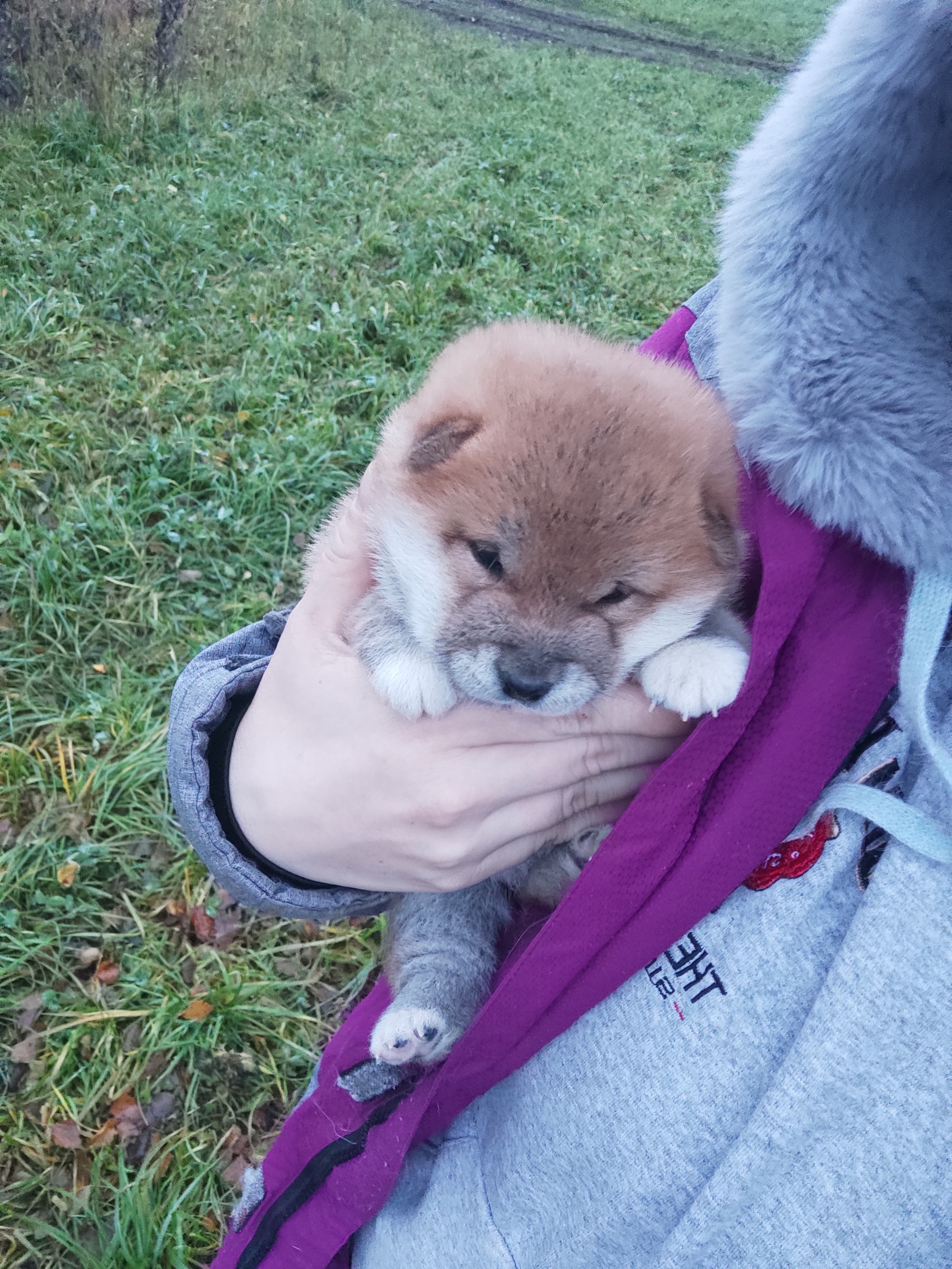 сиба питомник Рубилайт щенки на продажу rubylight  сиба щенки купить СПб Санкт-Петербург 