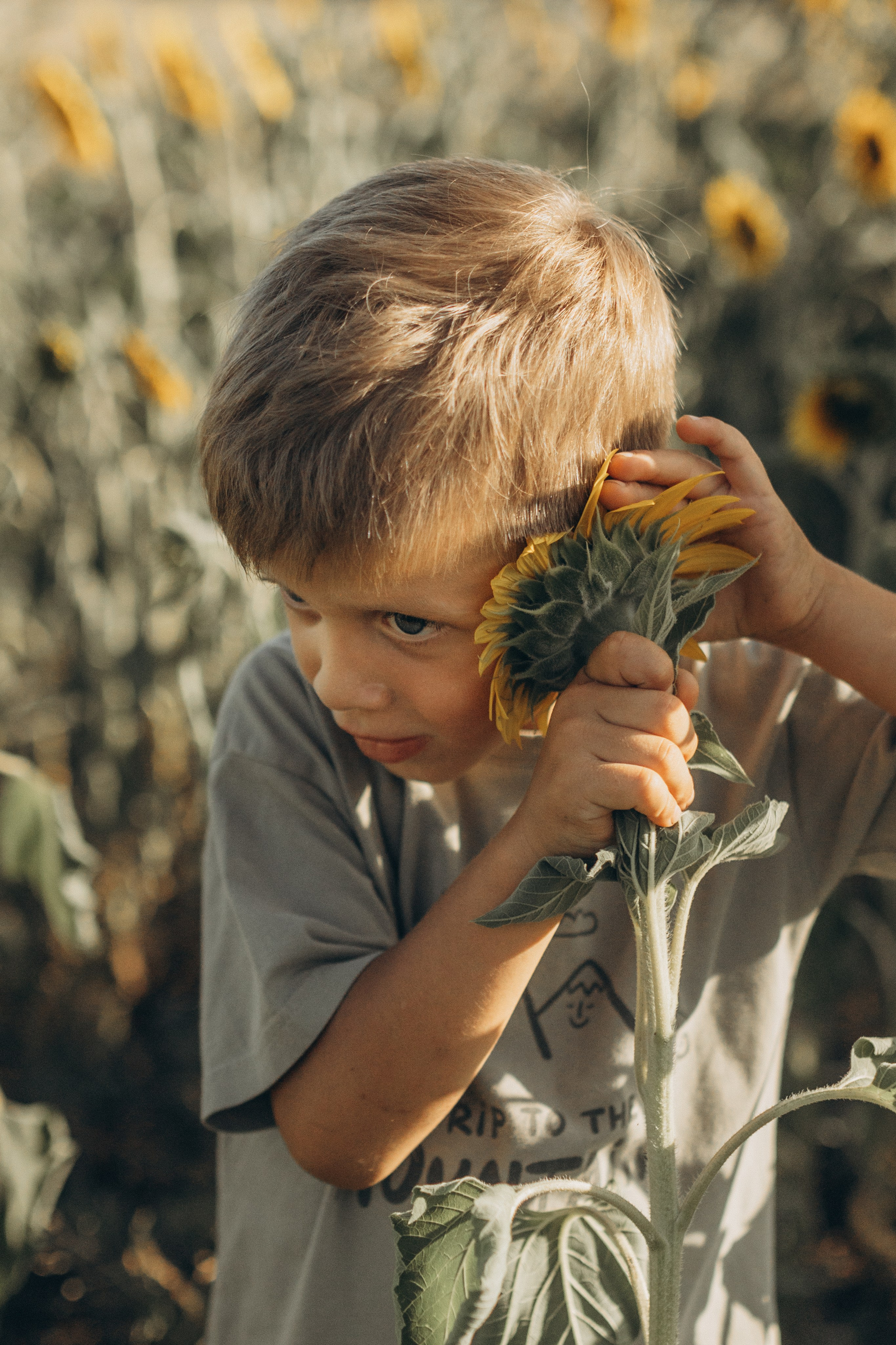 Дети и подсолнухи. Семейный фотограф lifestyle в Новосибирске Елена Шпилевая