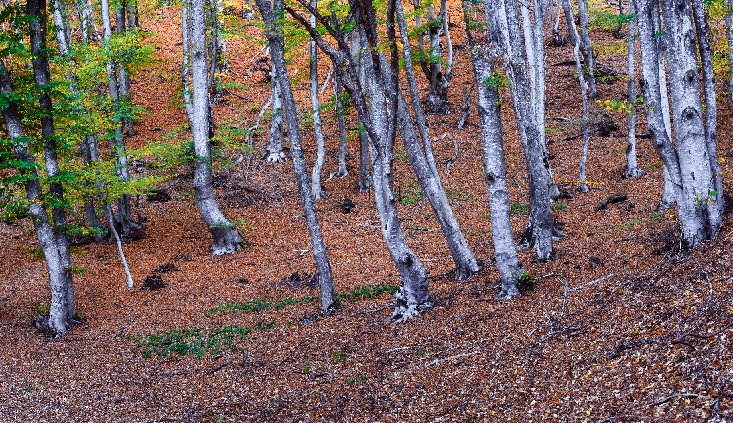 Путешествие по южному берегу Крыма в начале осени. Пейзажный фотограф Сергей Пестерев. Фото природы