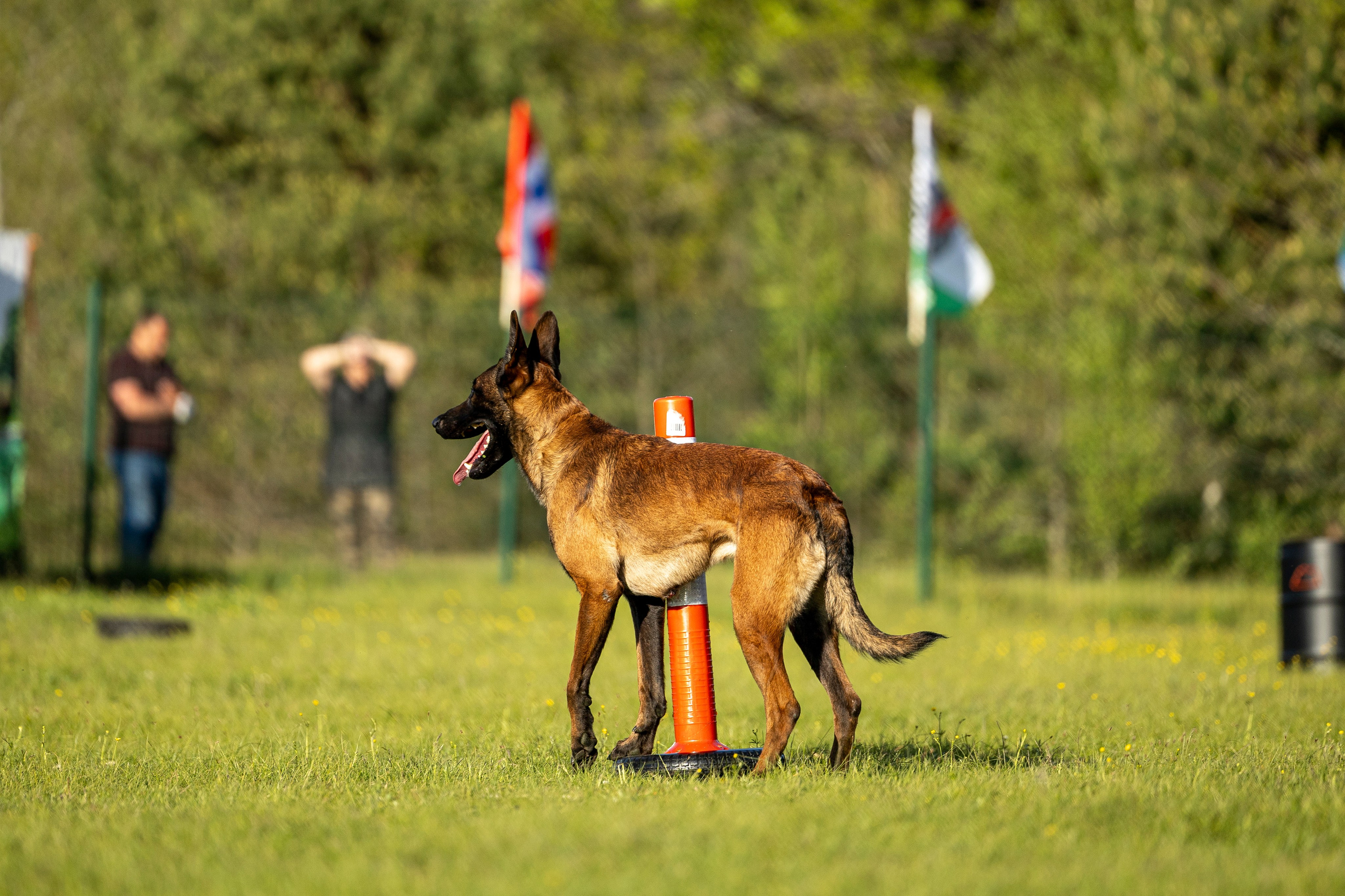 Испытания по мондьорингу в Нижнем Новгороде. Фотограф-анималист Анна Маринич