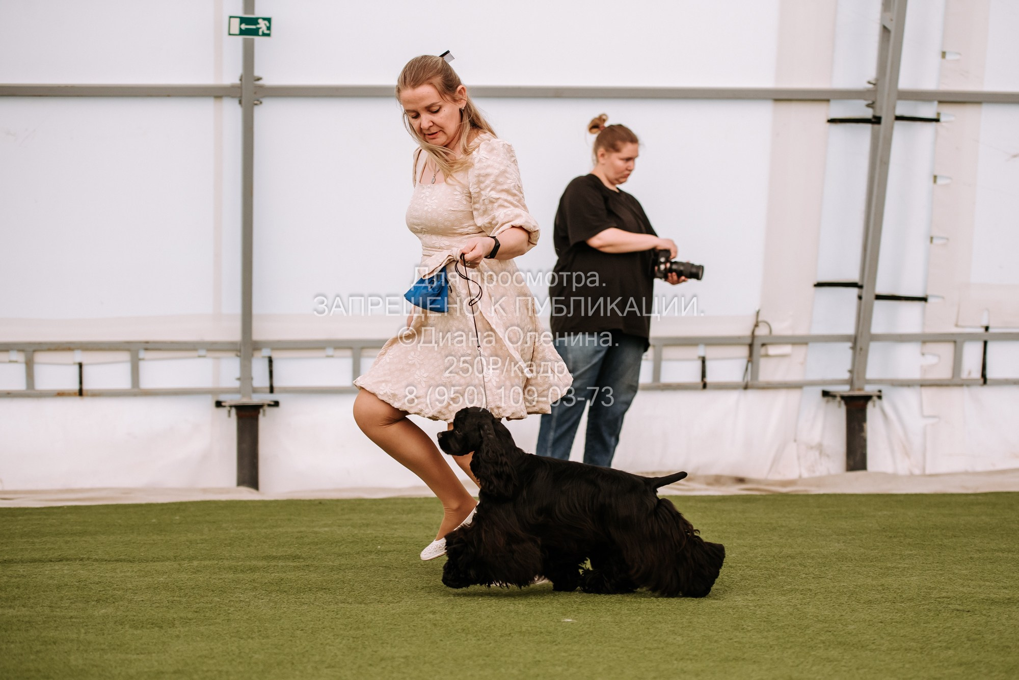 Выставка собак Красноярск 2.06. Фотограф Диана Оленина Красноярск / Братск