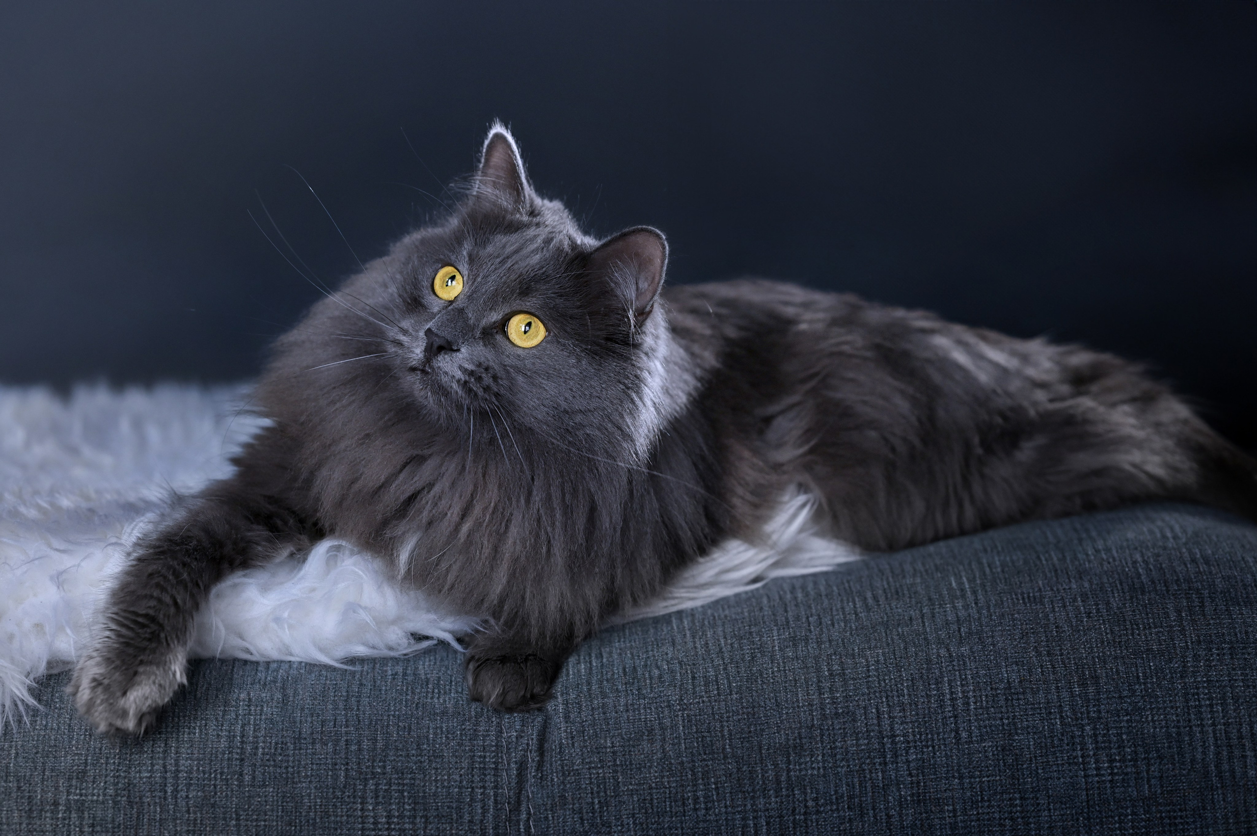 Пушистый дымчато-серый коп с желтыми глазами