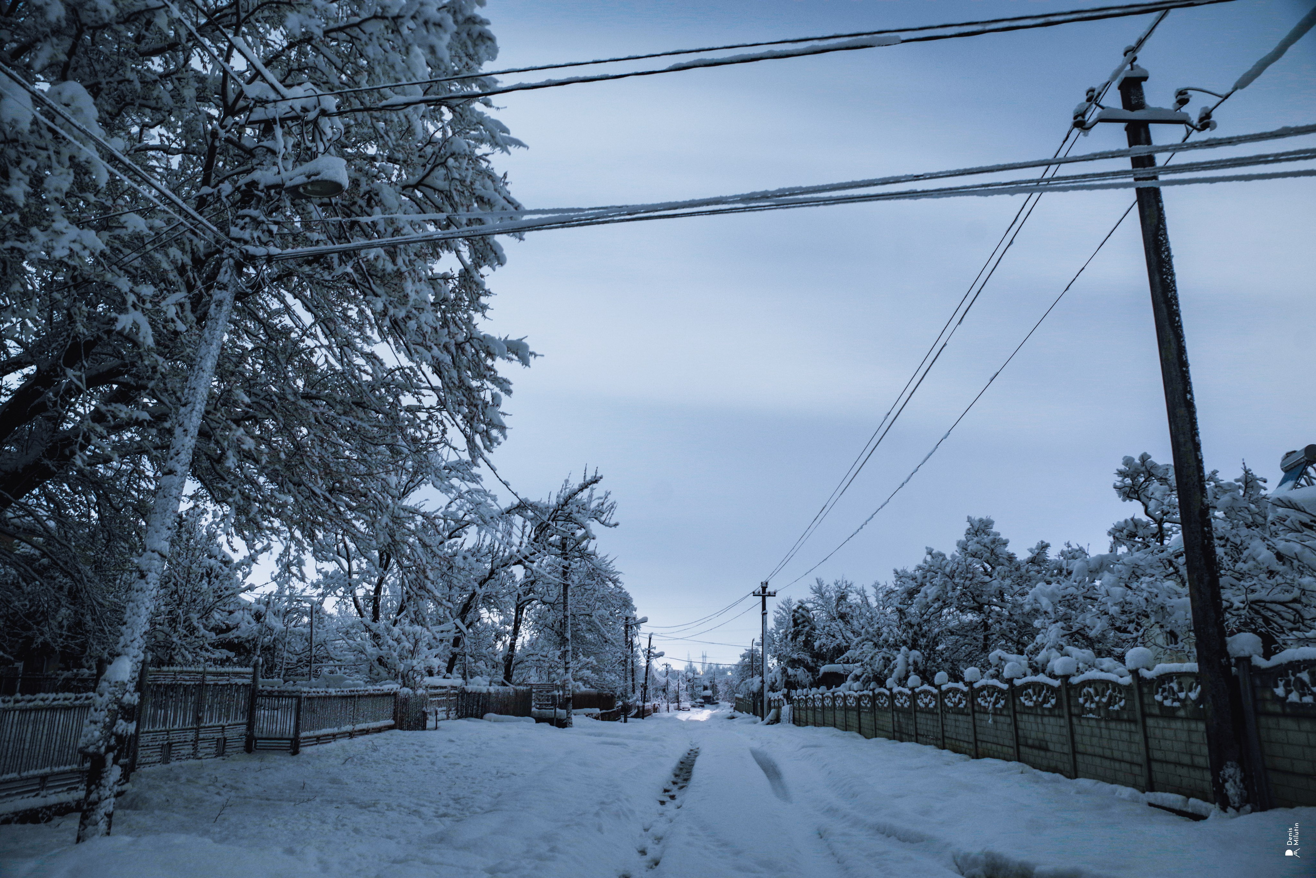 Спящий Менджи зимой. Портретный фотограф Денис Милютин