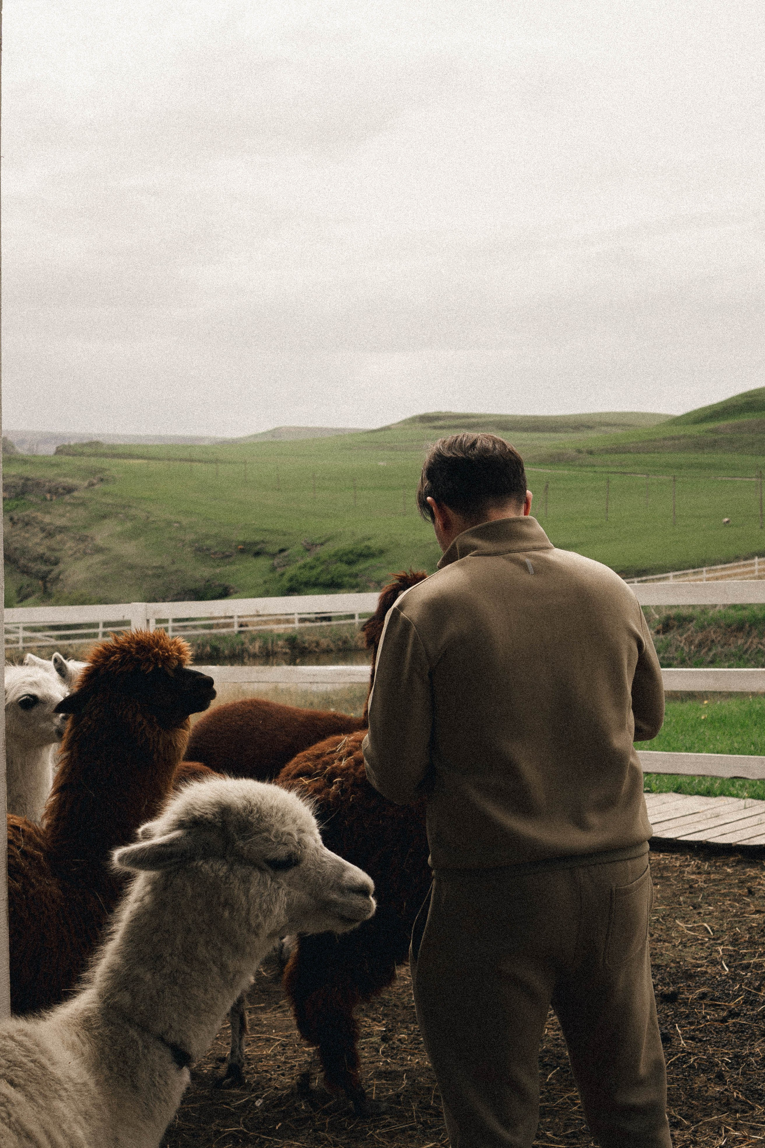 Ферма Альпак. Профессиональный фотограф, Санкт-Петербург — Виктория Богомолова