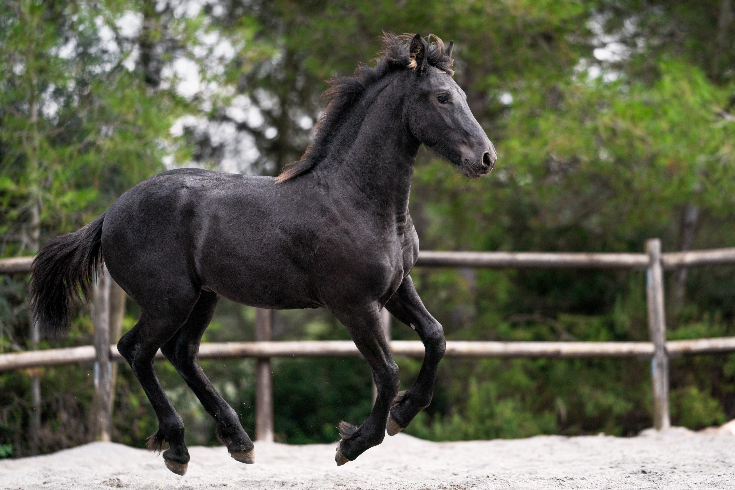 Фризский жеребец Elior Ofortunado 6 месяцев. Продаётся. Friesian Alliance. Фризы Росиии