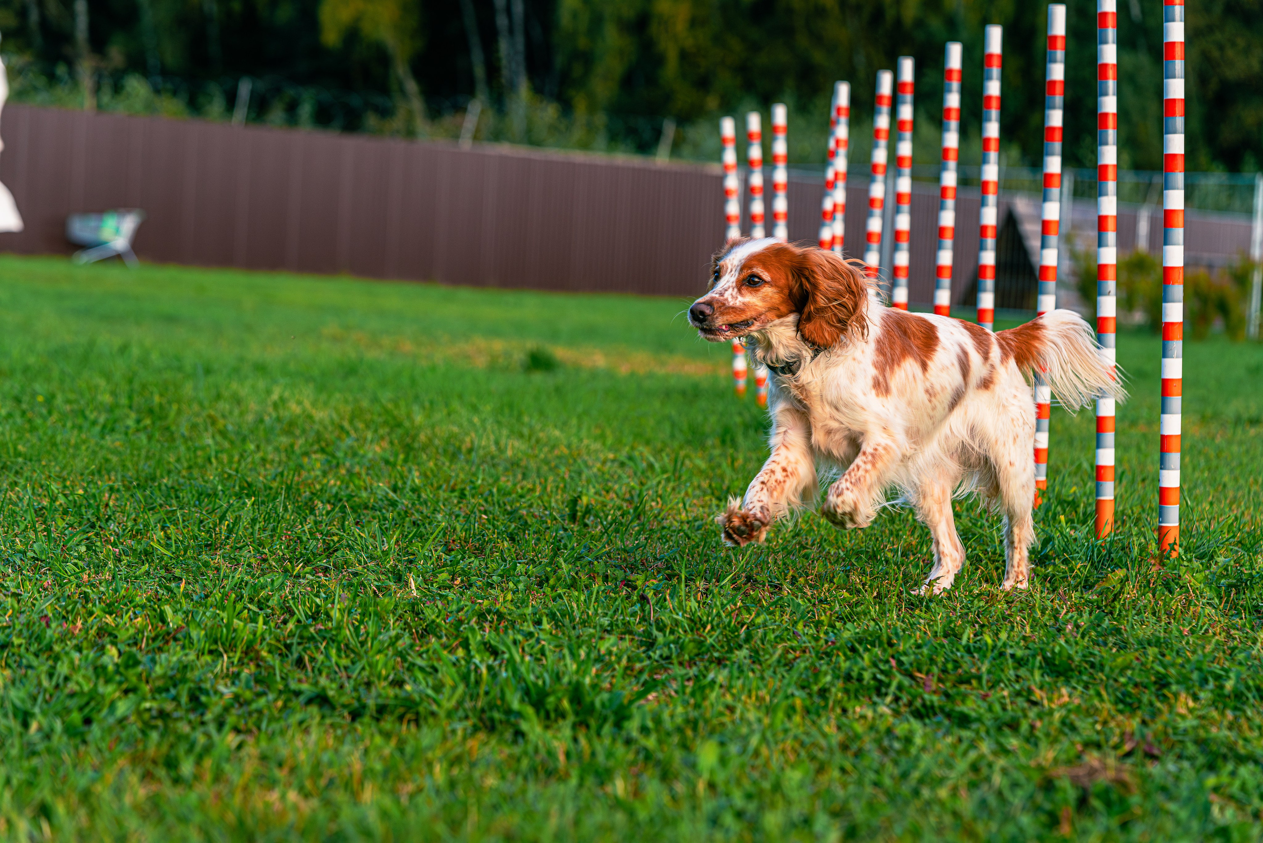 Ваш путь к ПОБЕДЕ (ТРЕНИРОВКИ). Фотограф-анималист, семейный фотограф в Москве и Подмосковье. Фотосъёмка кинологических дисциплин