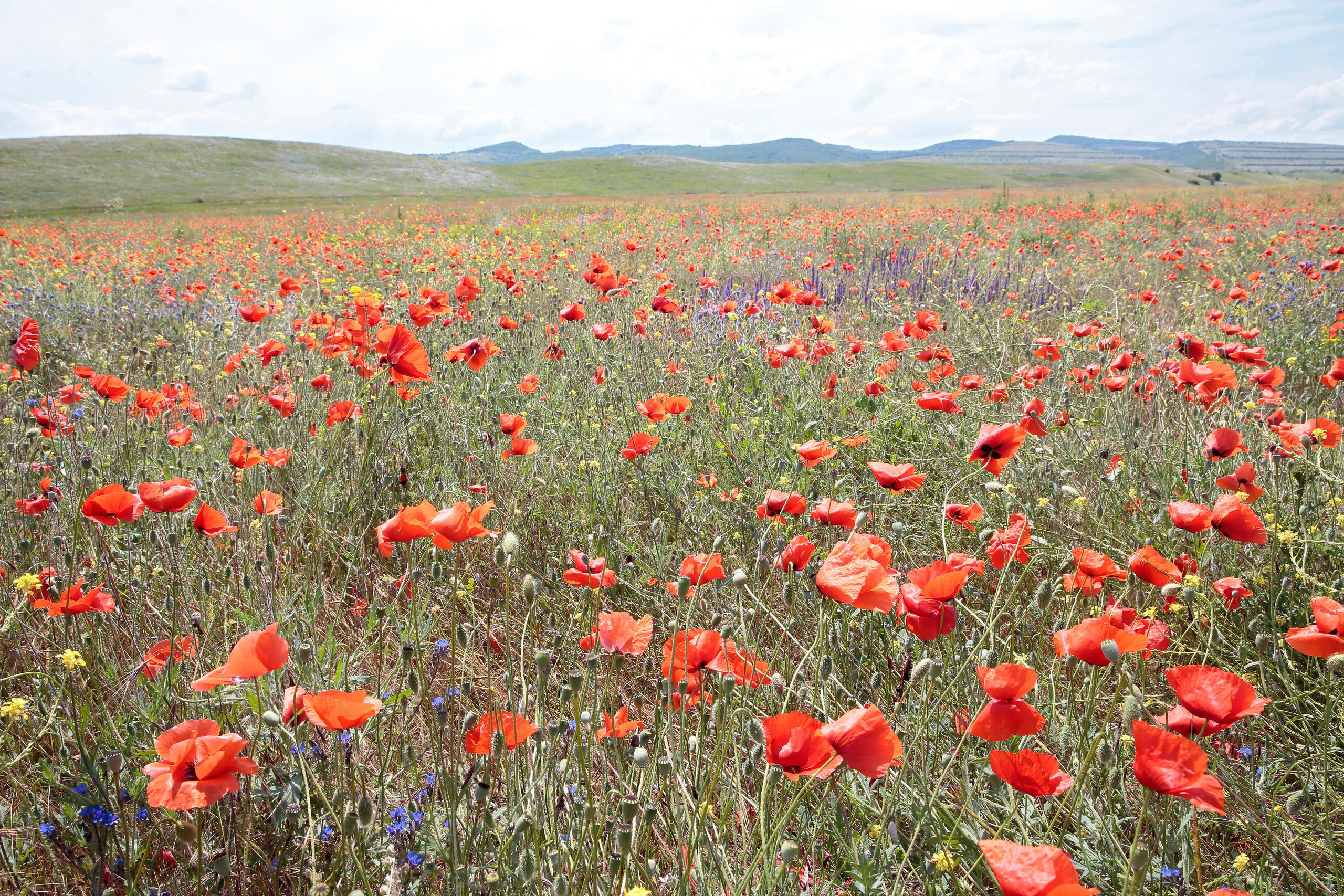 Крым. Попов.фото — Предметная фотостудия в Новой Москве
