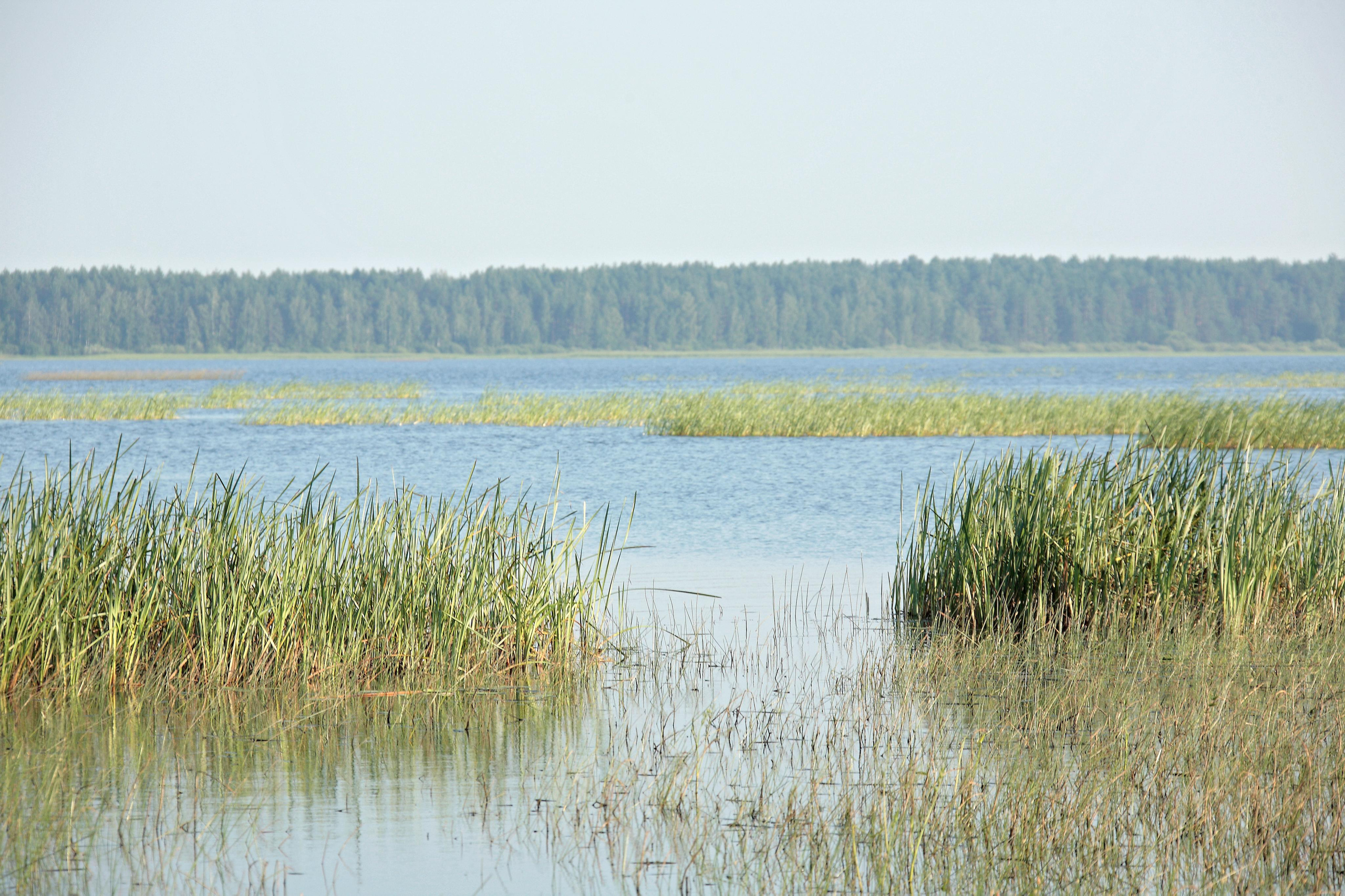 Средняя полоса России