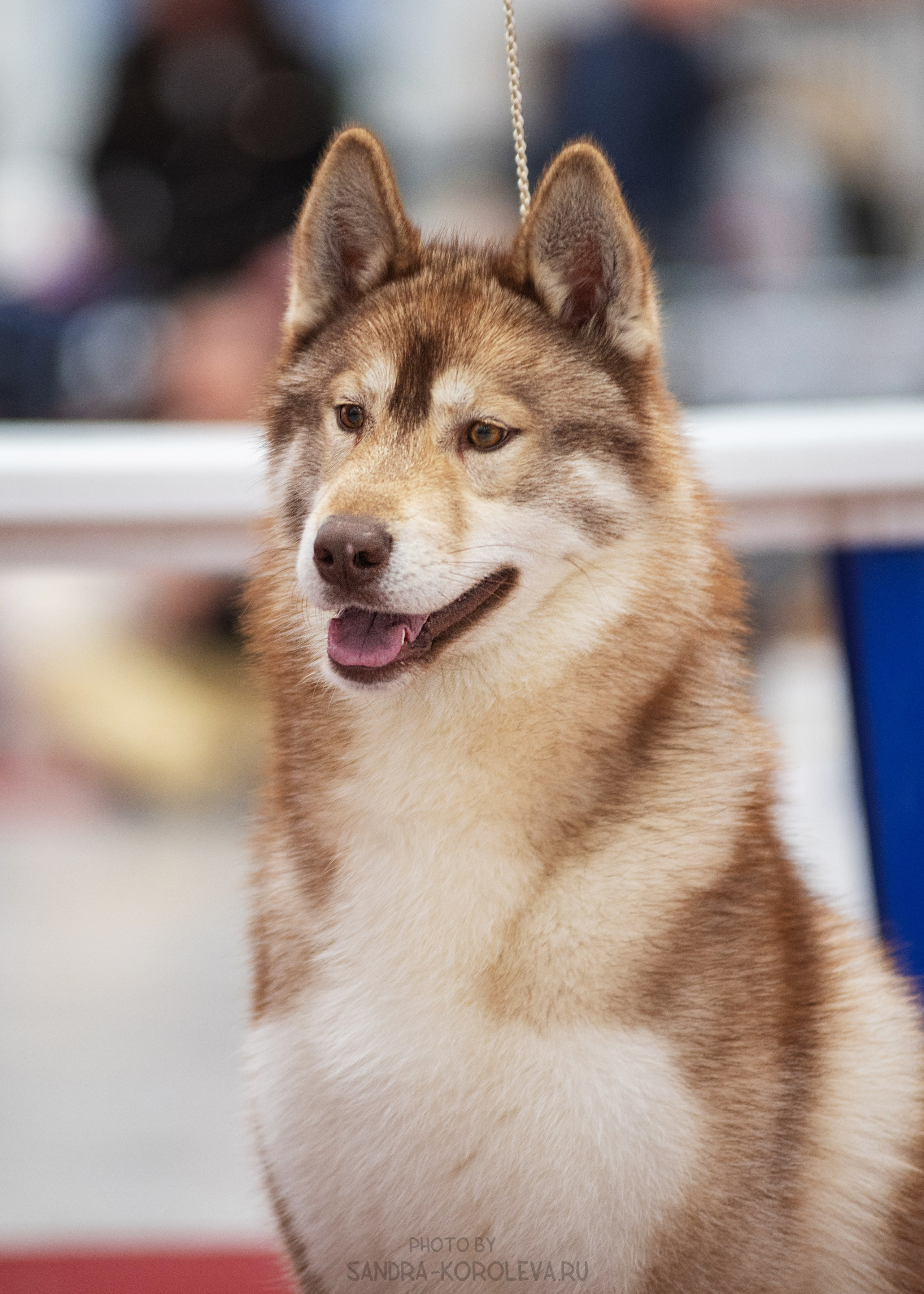 Выставка собак тюмень 14.01.2023. Дог-фотограф в Тюмени Александра Королева