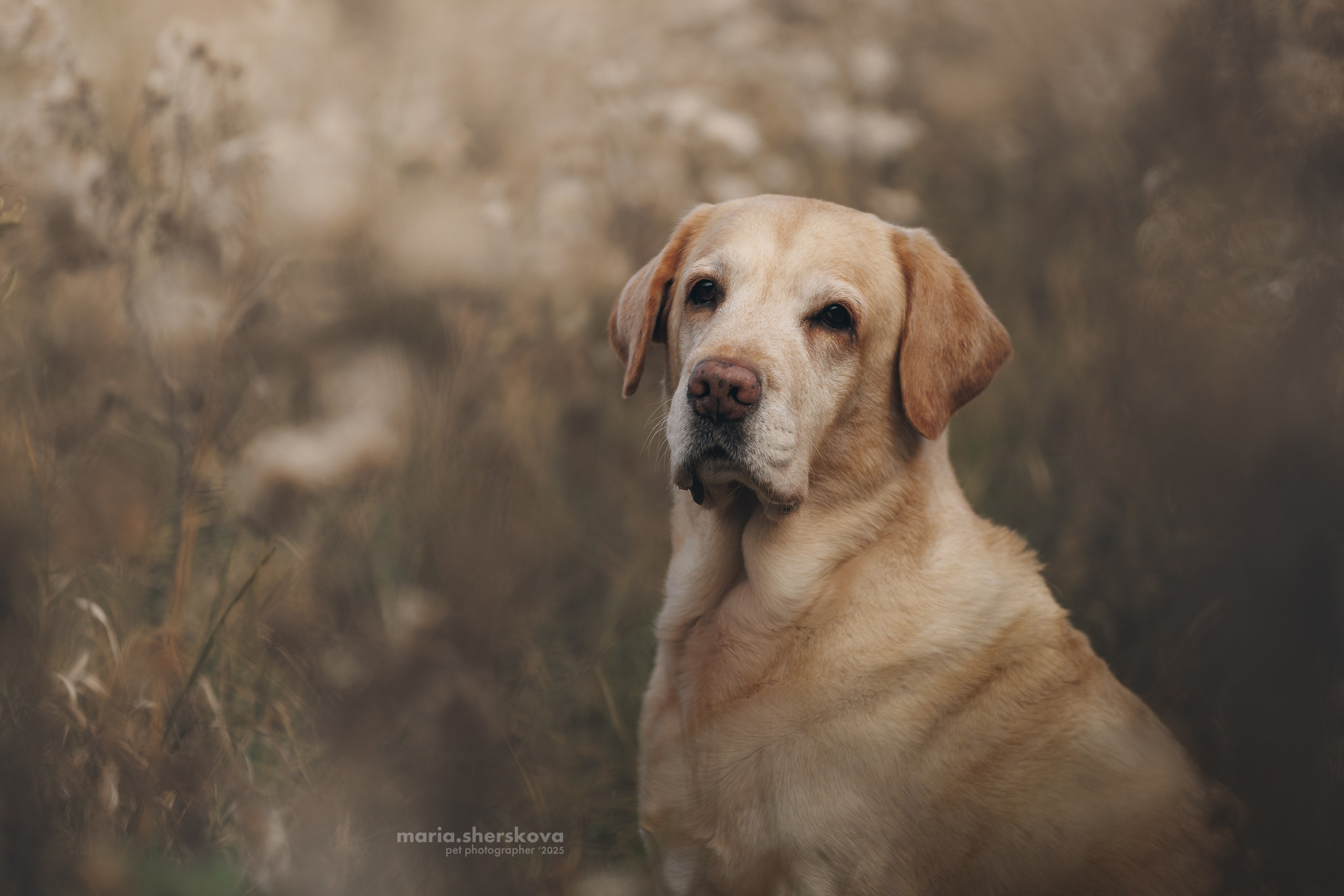 На природе и в городе. Фотограф-анималист в Калуге Мария Шерскова