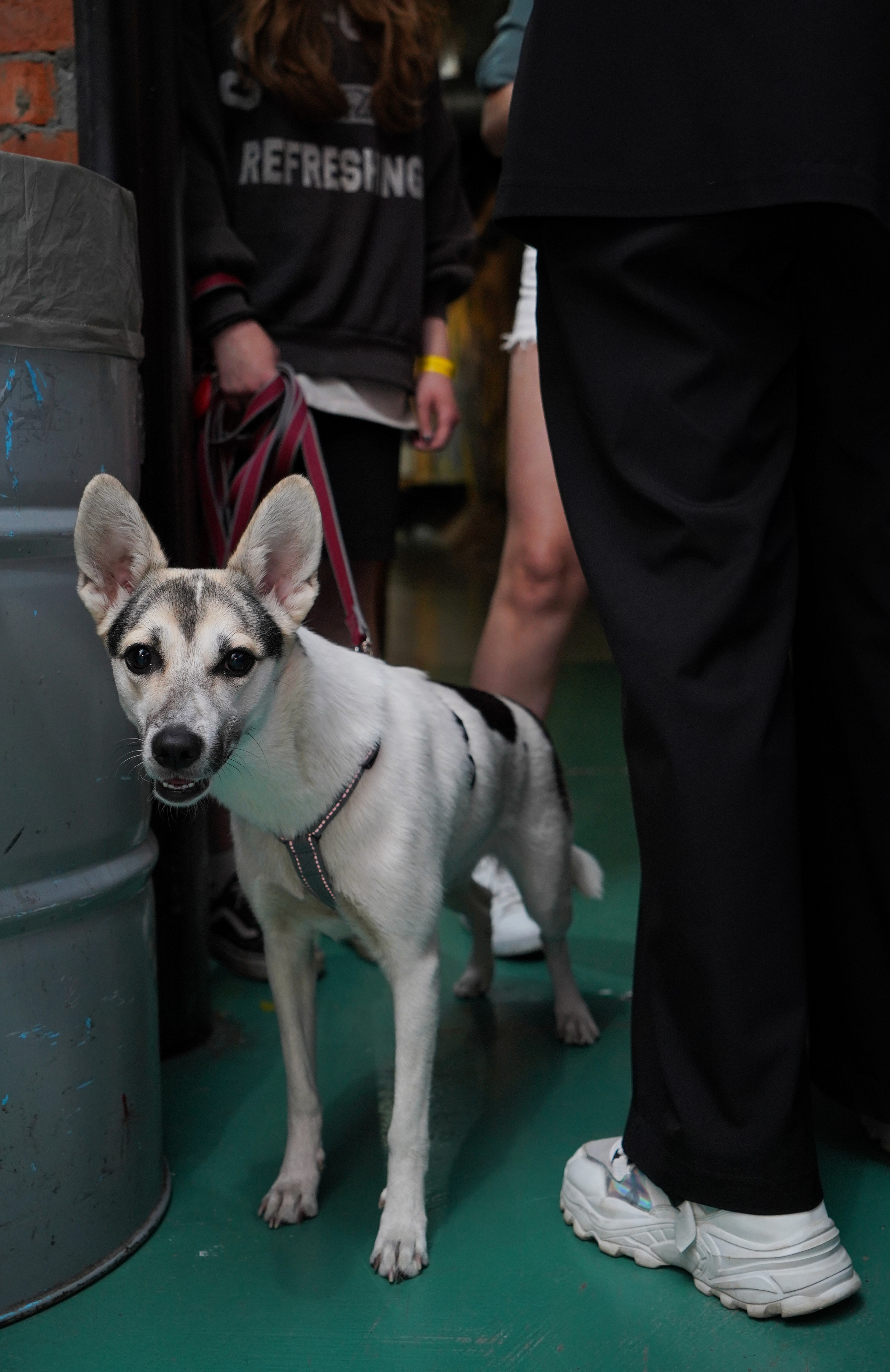 Песолекторий. Главная