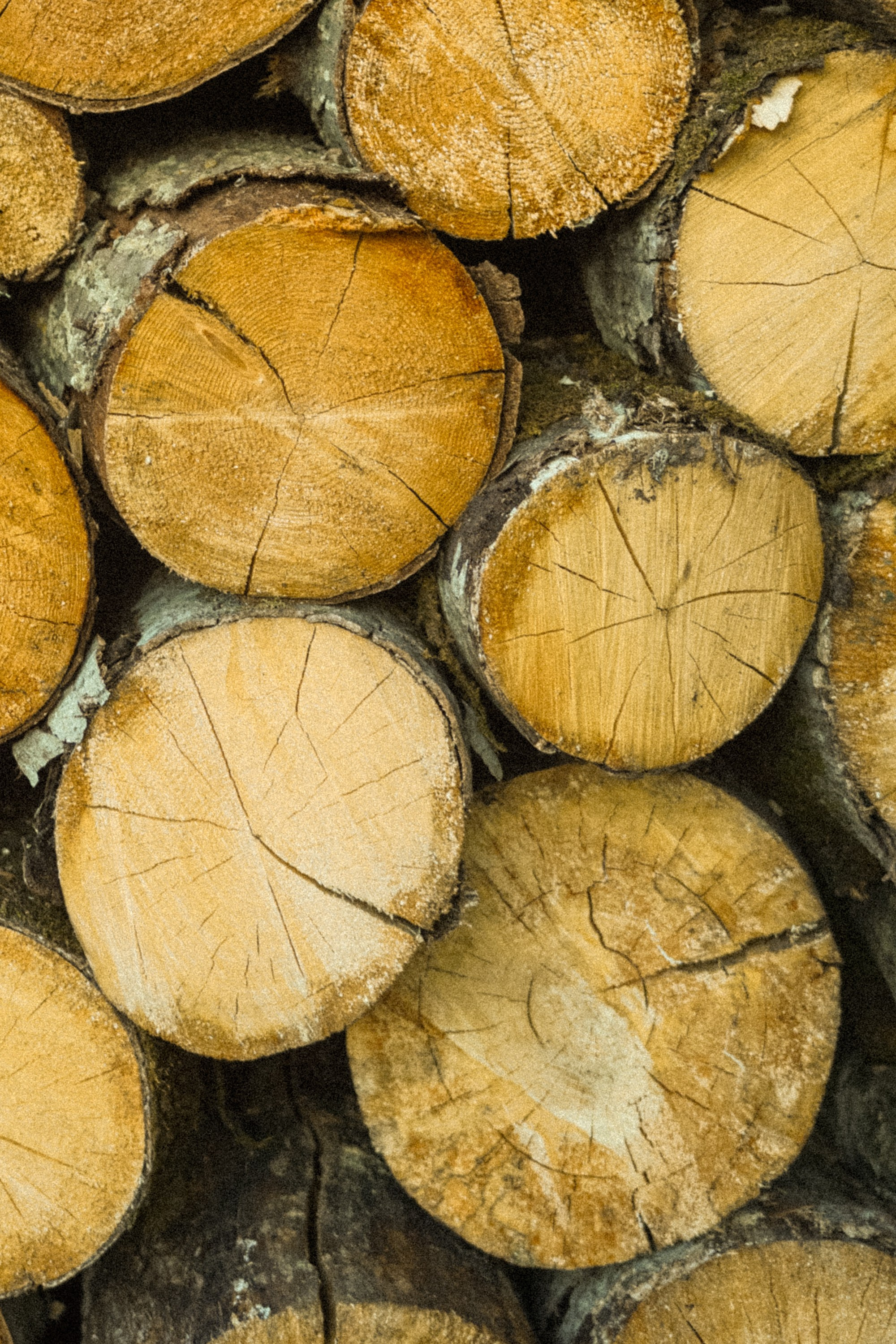 Бирюса 2025. Детали. Фотограф Кощеева Дарья