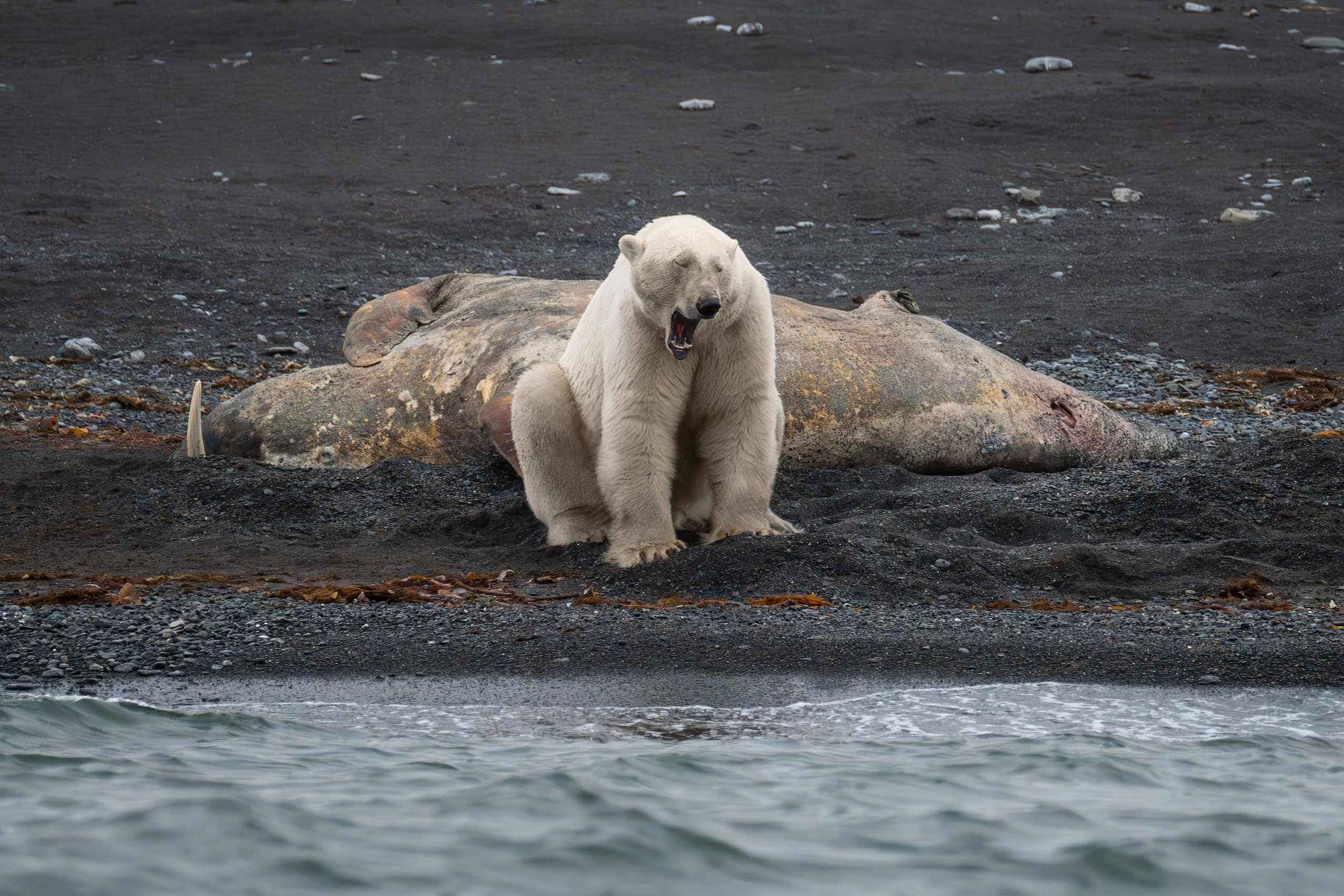 Вайгач и Новая Земля. Daria wanderer photography