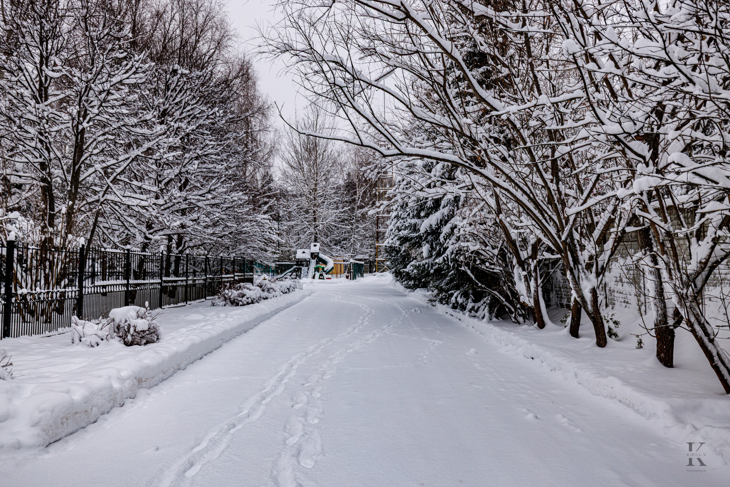 Природа 31 Декабря 2025 года. Клены. Фотографирую жизнь! Московский фотограф волонтер