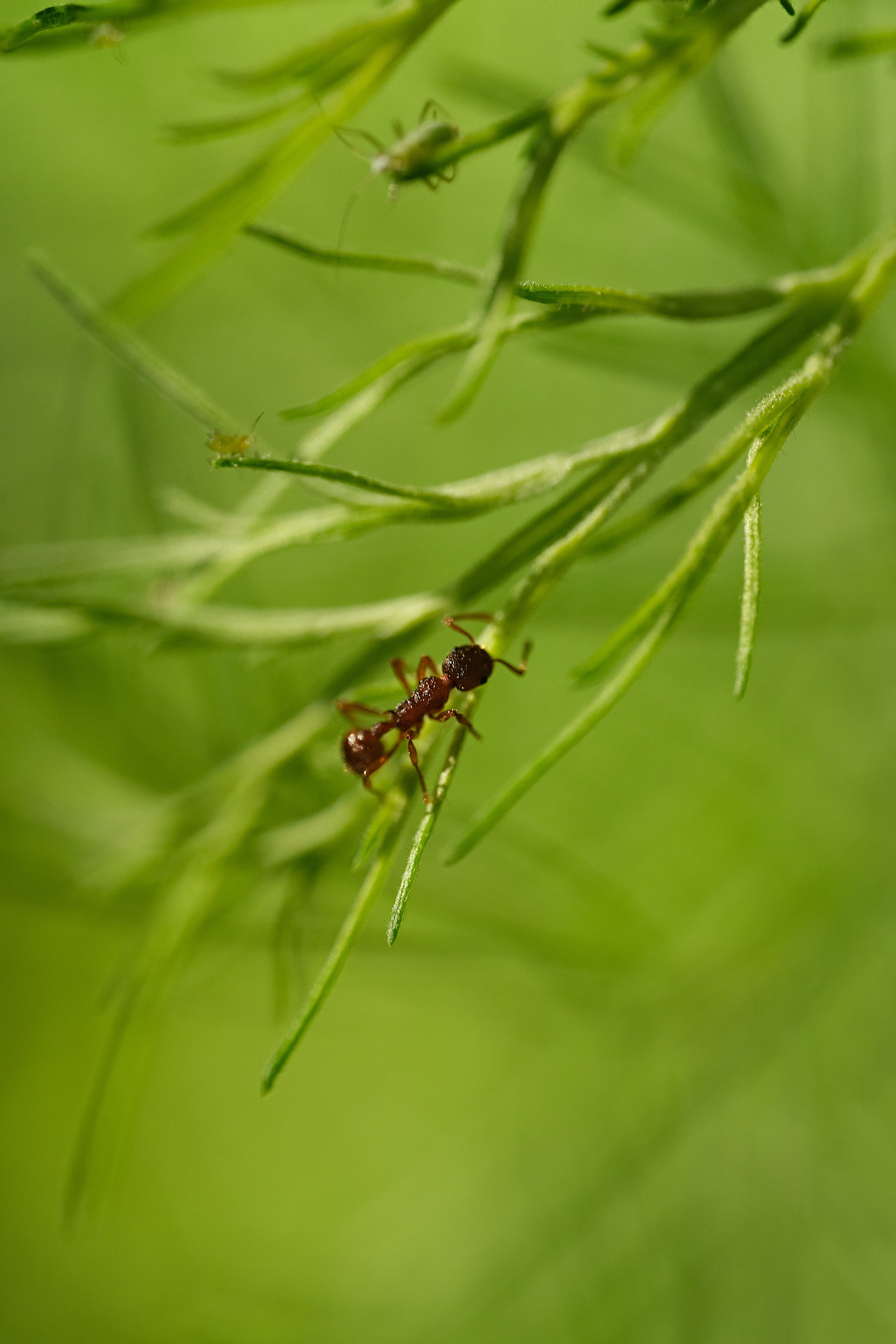 Nature. Рекламная фото и видео съёмка в Екатеринбурге