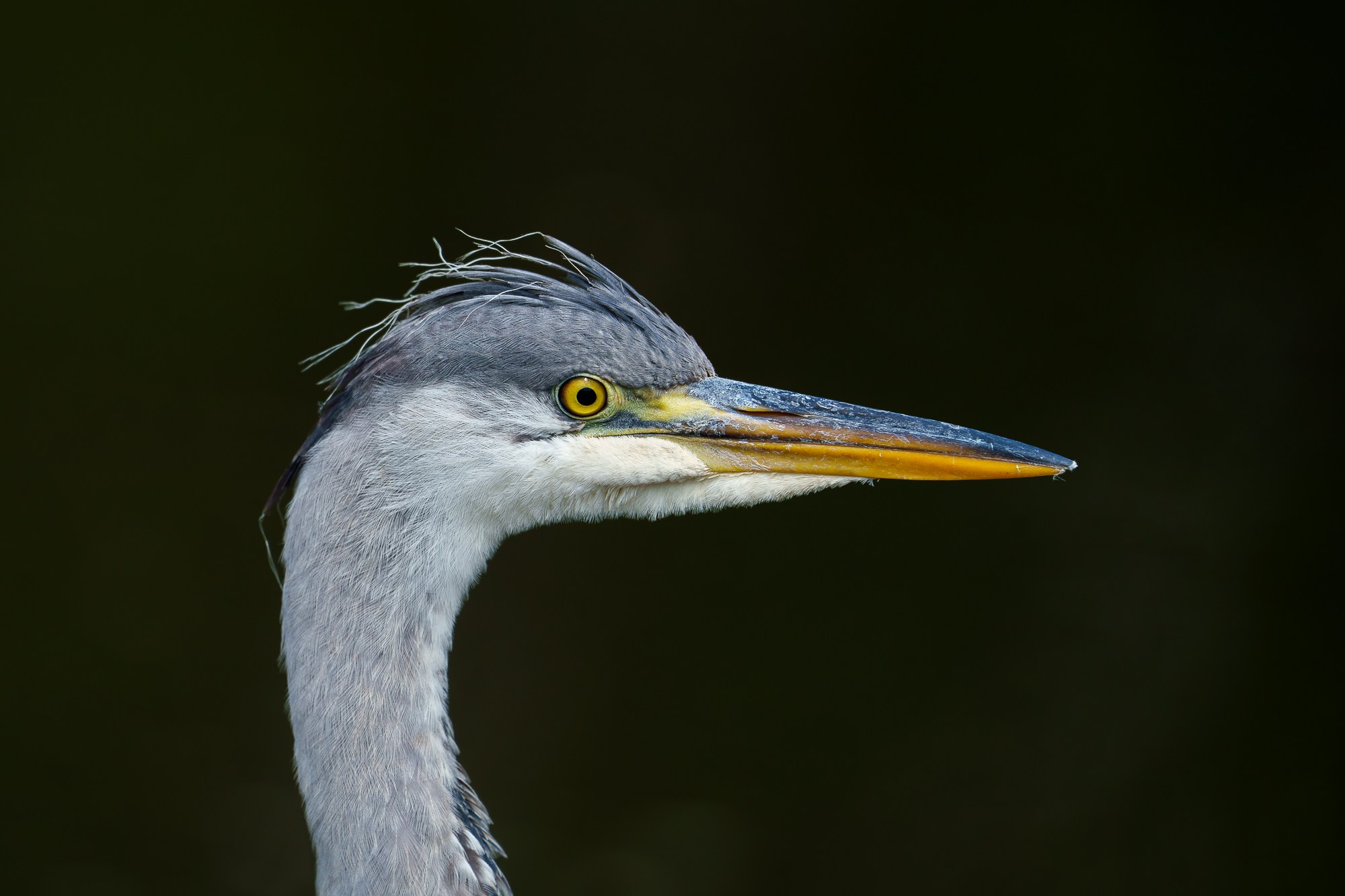 Удивительные мир птиц. Вокруг нас столько прекрасного — присмотритесь!. Ваш личный фотограф Марина Волкова