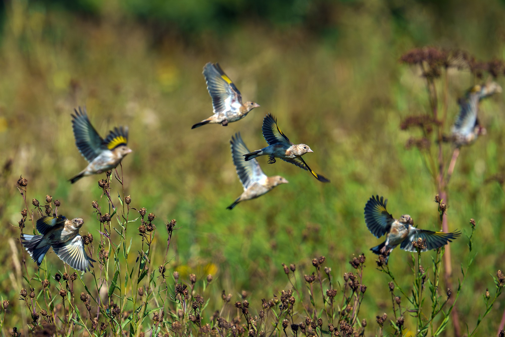 Удивительные мир птиц. Вокруг нас столько прекрасного — присмотритесь!. Ваш личный фотограф Марина Волкова