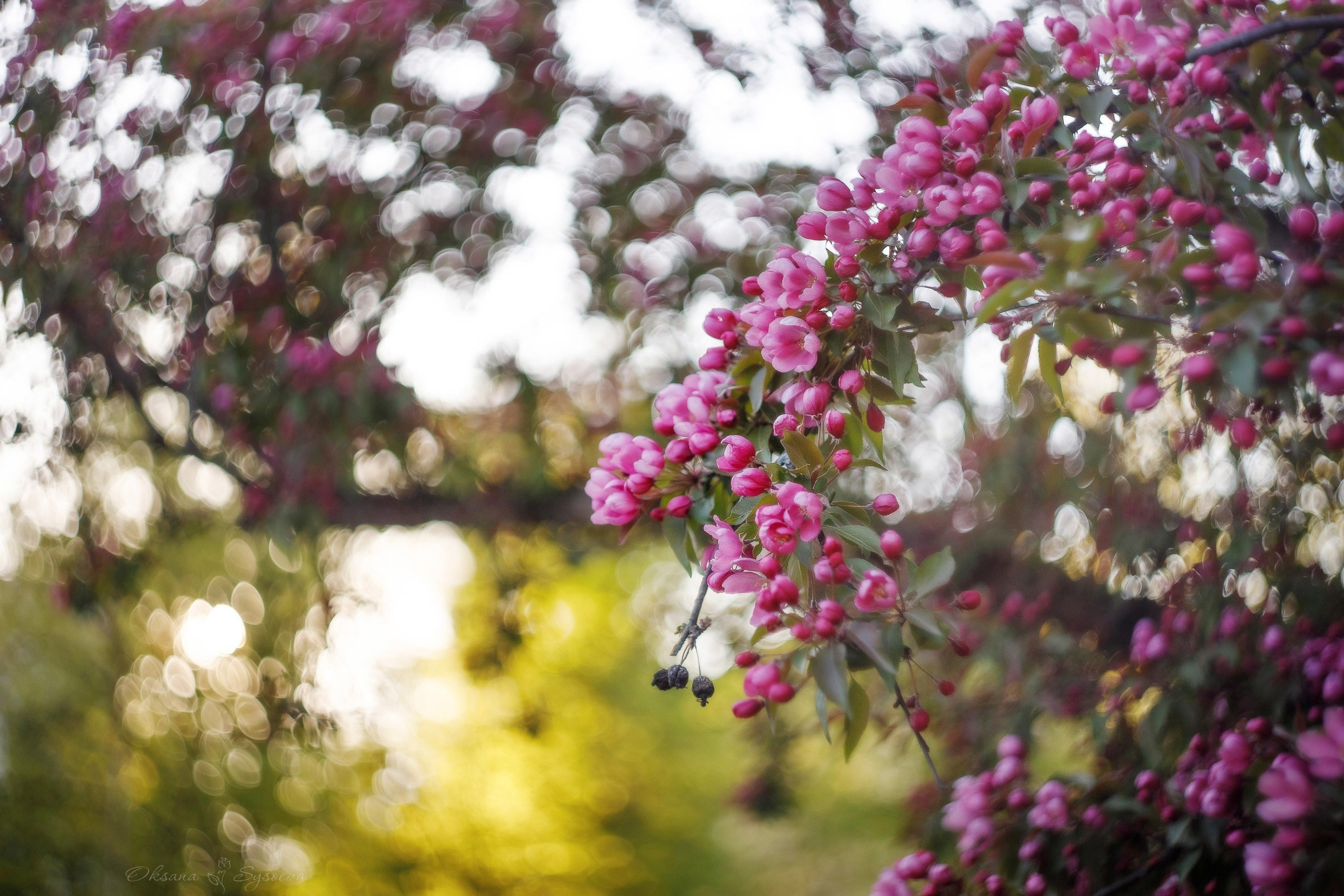 Топ мест в Москве с цветущей сиренью. Sysoevaoksana