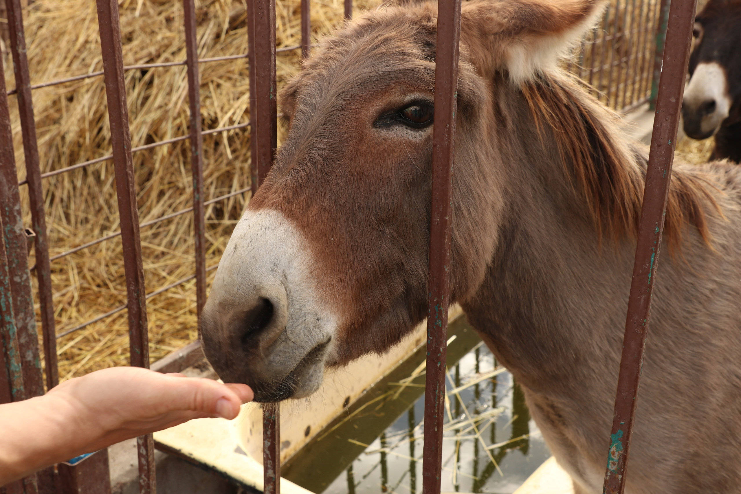 Крым. ЮБК (Гурзуф, Судак и их окрестности). Ноябрь 2023. Путешественник-фотограф из Санкт-Петербурга Татьяна Свистулина