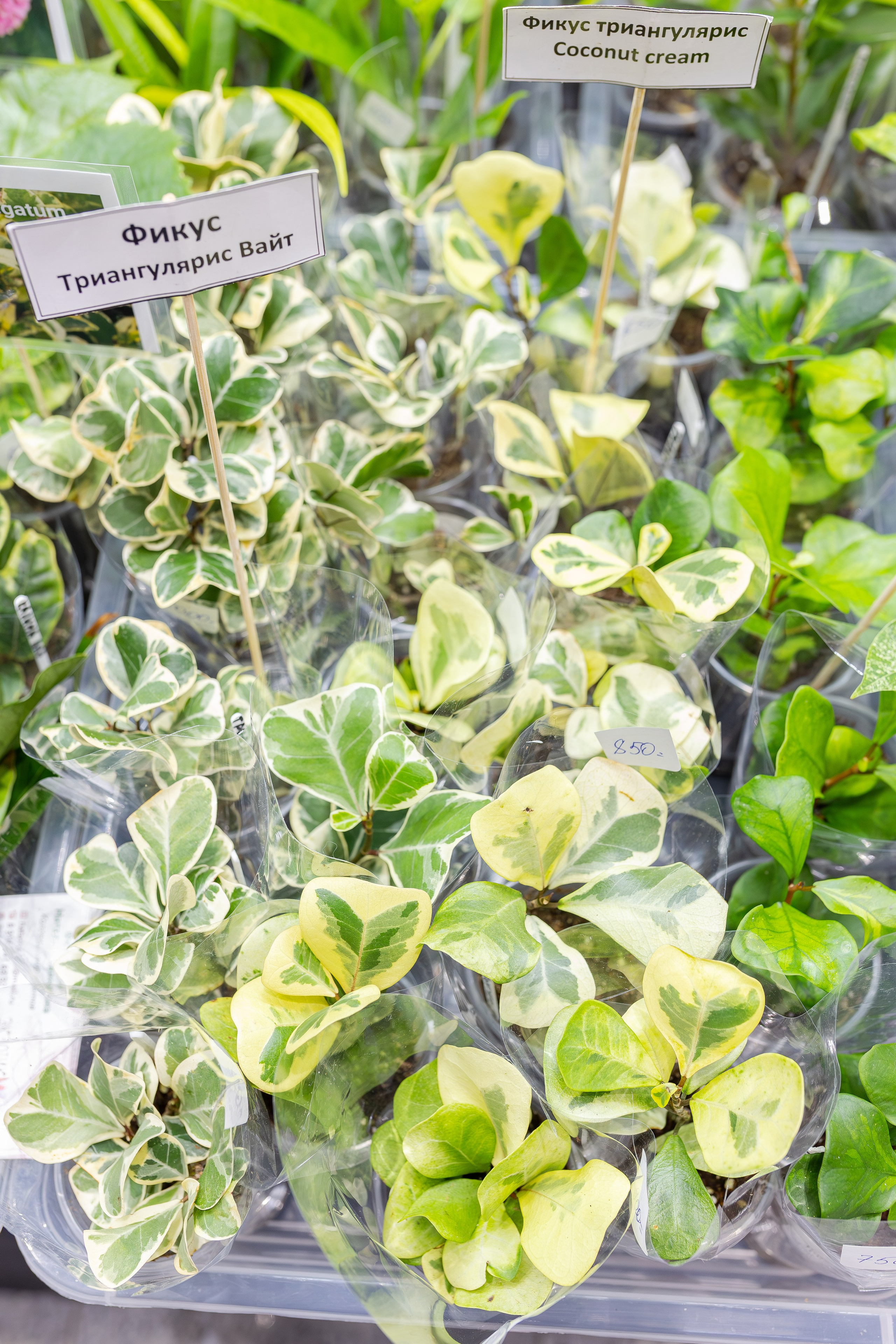 Монстериум апрель 2026. Александра Куликова фотограф, Москва