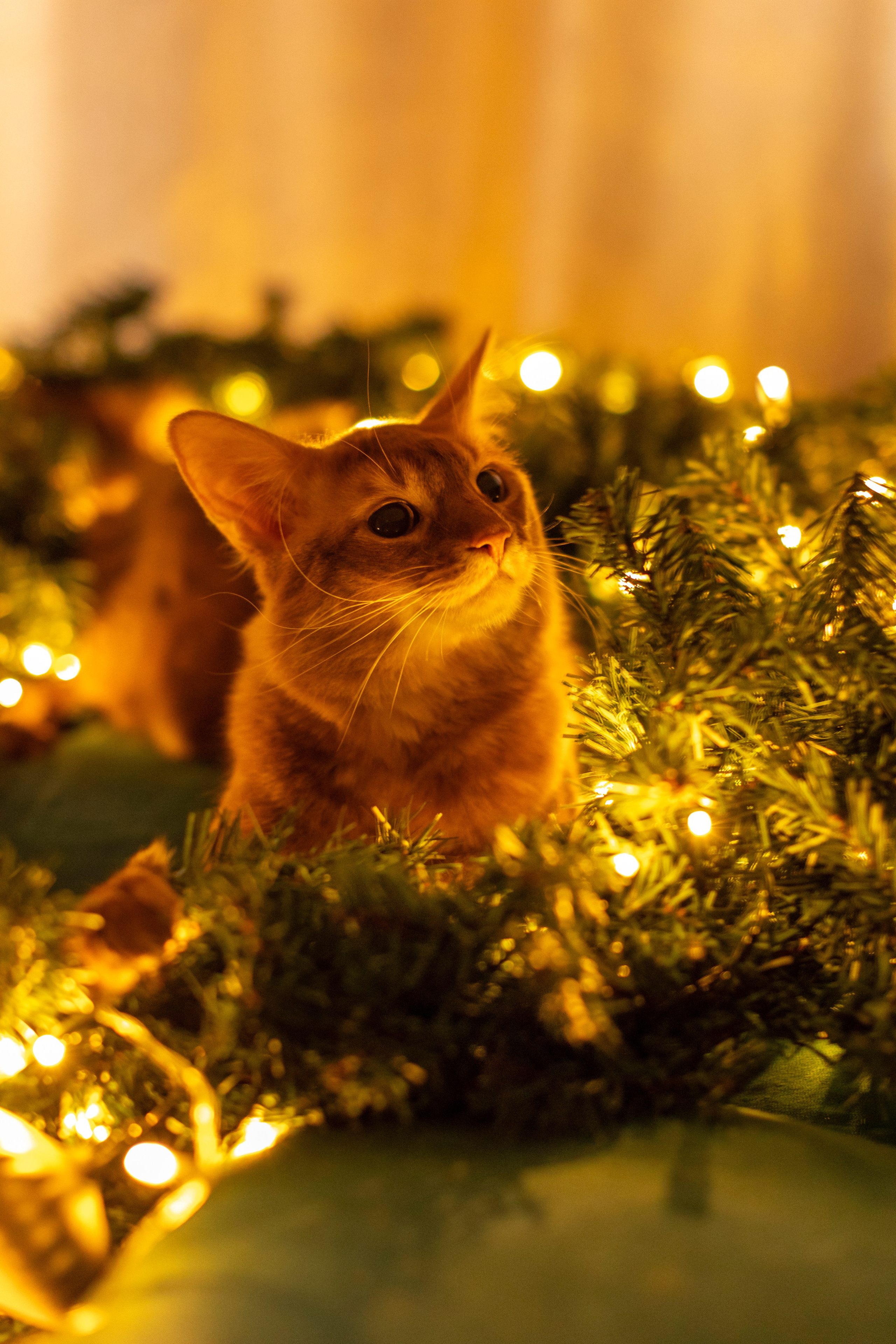 Сомали. Art my Pho