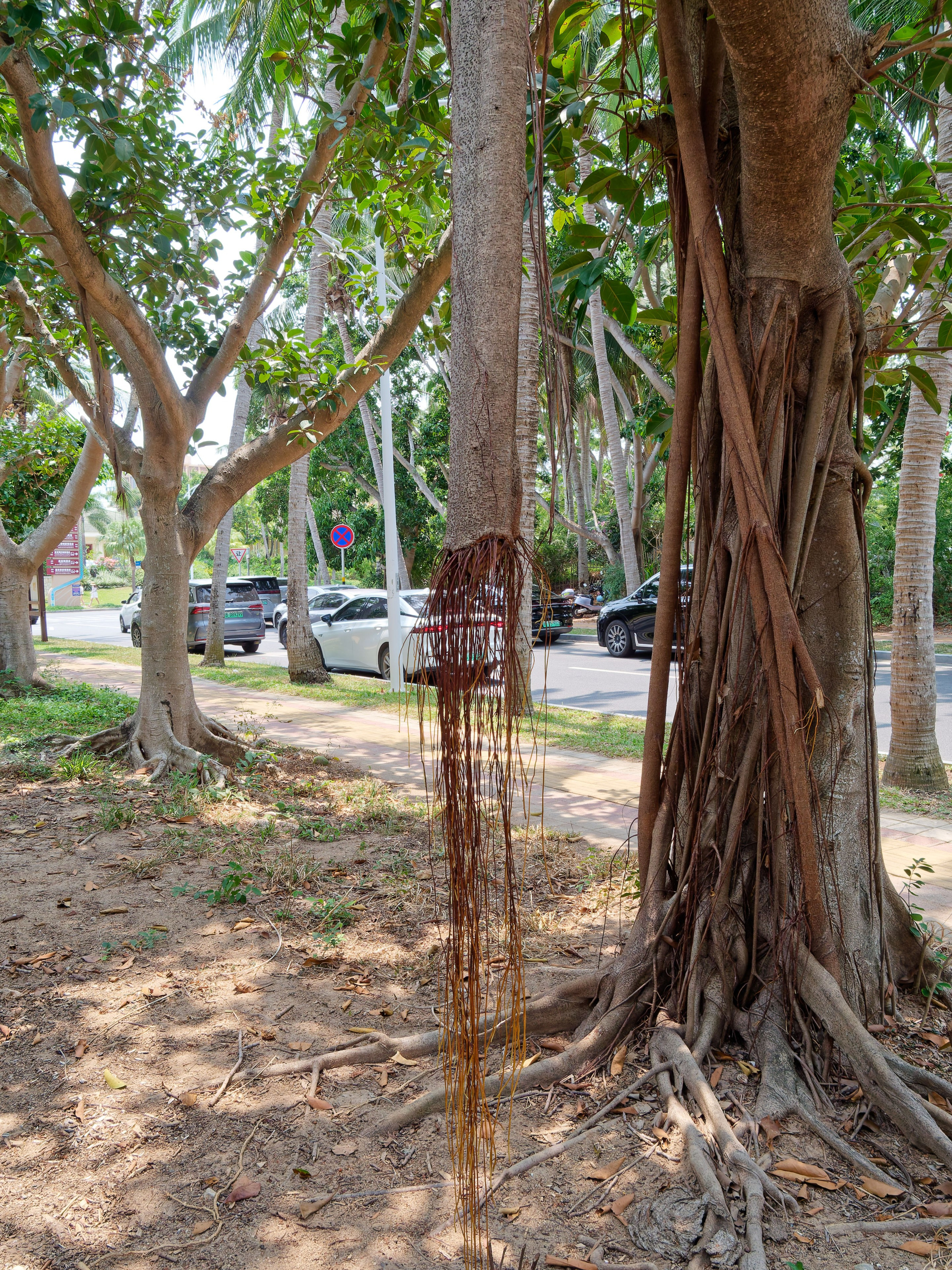 Хайнань 2026, улицы Ялунвань и Саньи. Фотопрогулки по Миру