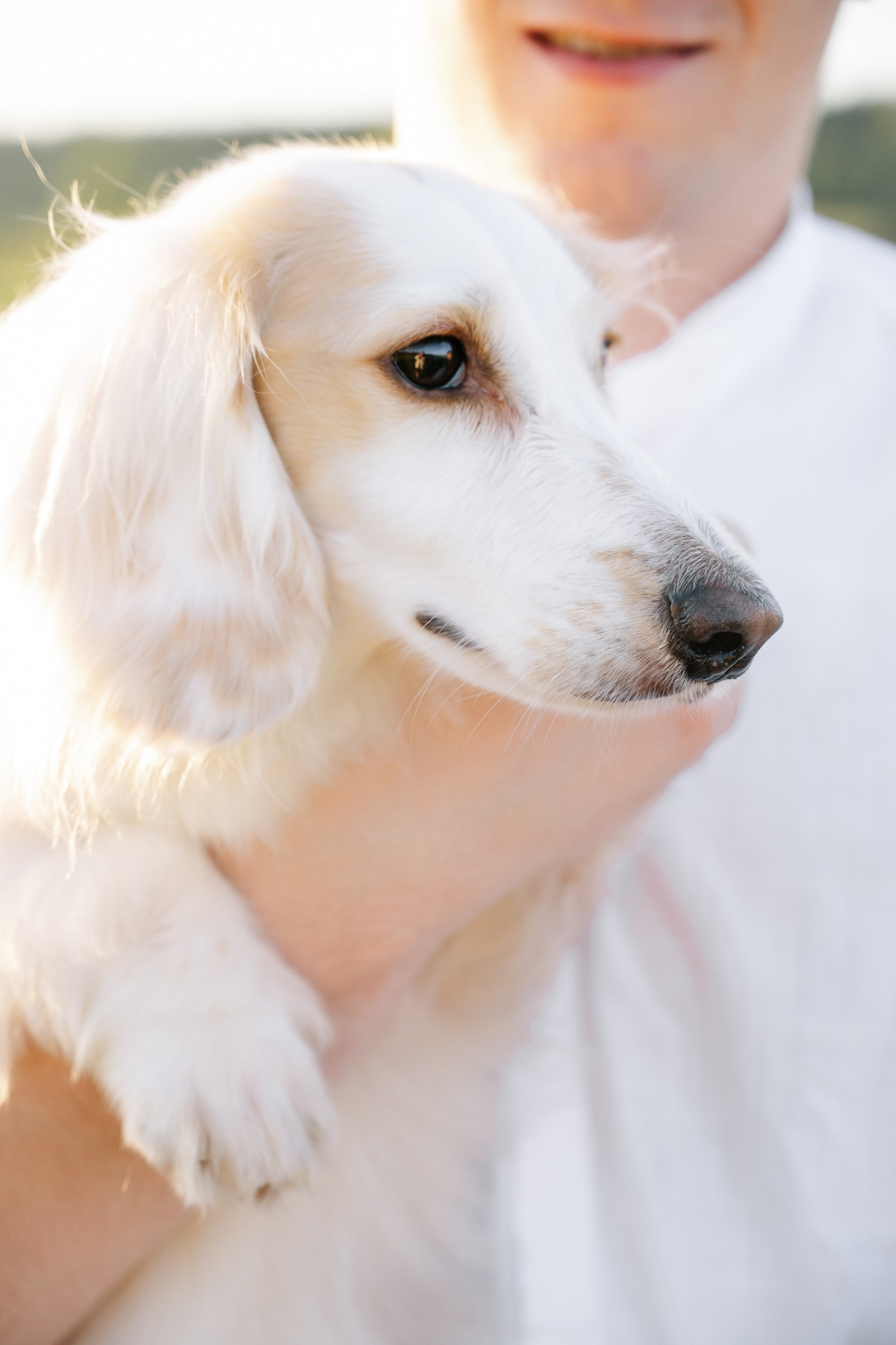 Яна и Паша. Свадебный и семейный фотограф Вероника Холод