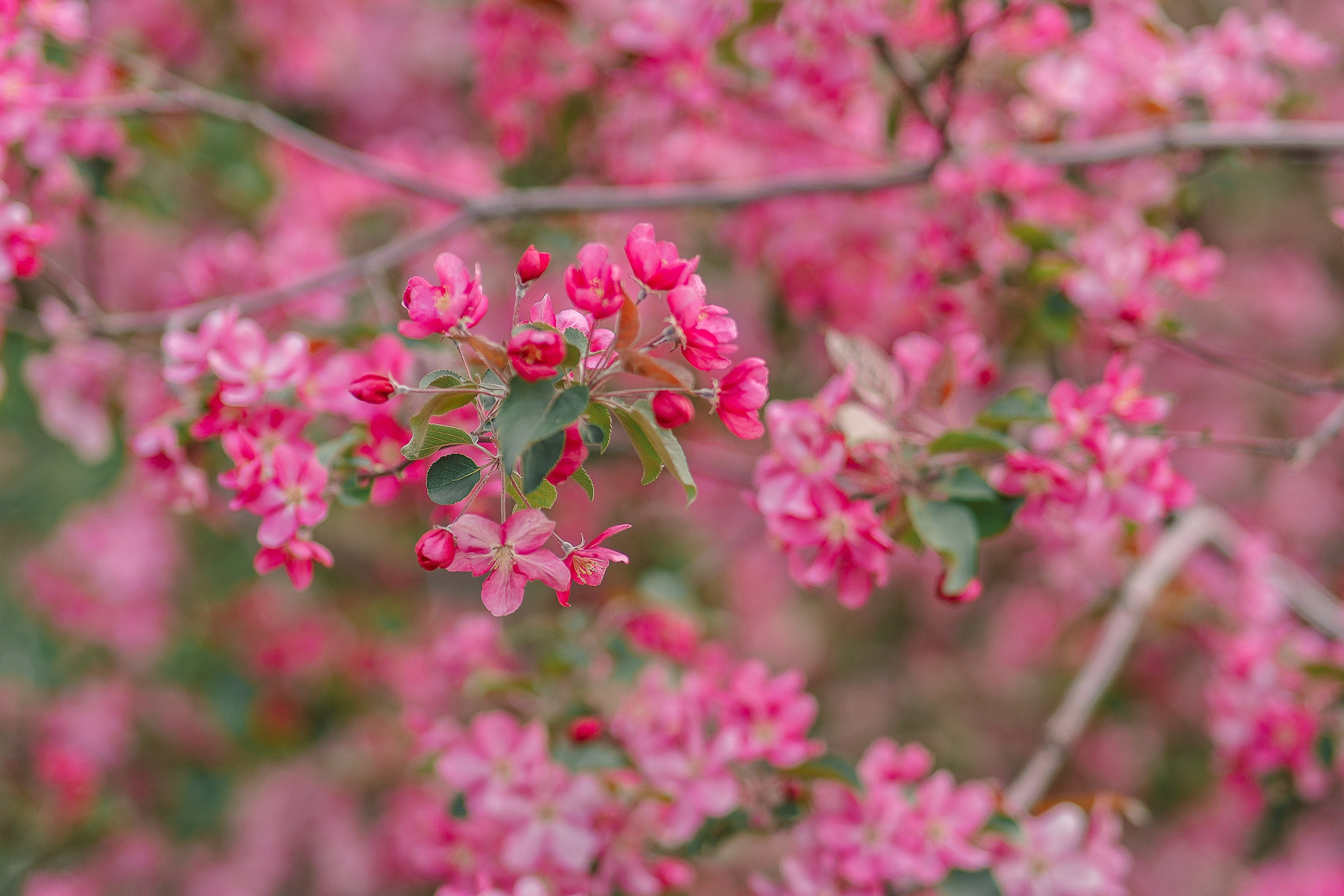 Весенние фотосессии. Ранняя весна и цветение. Фотограф Кемерово Анна Князева