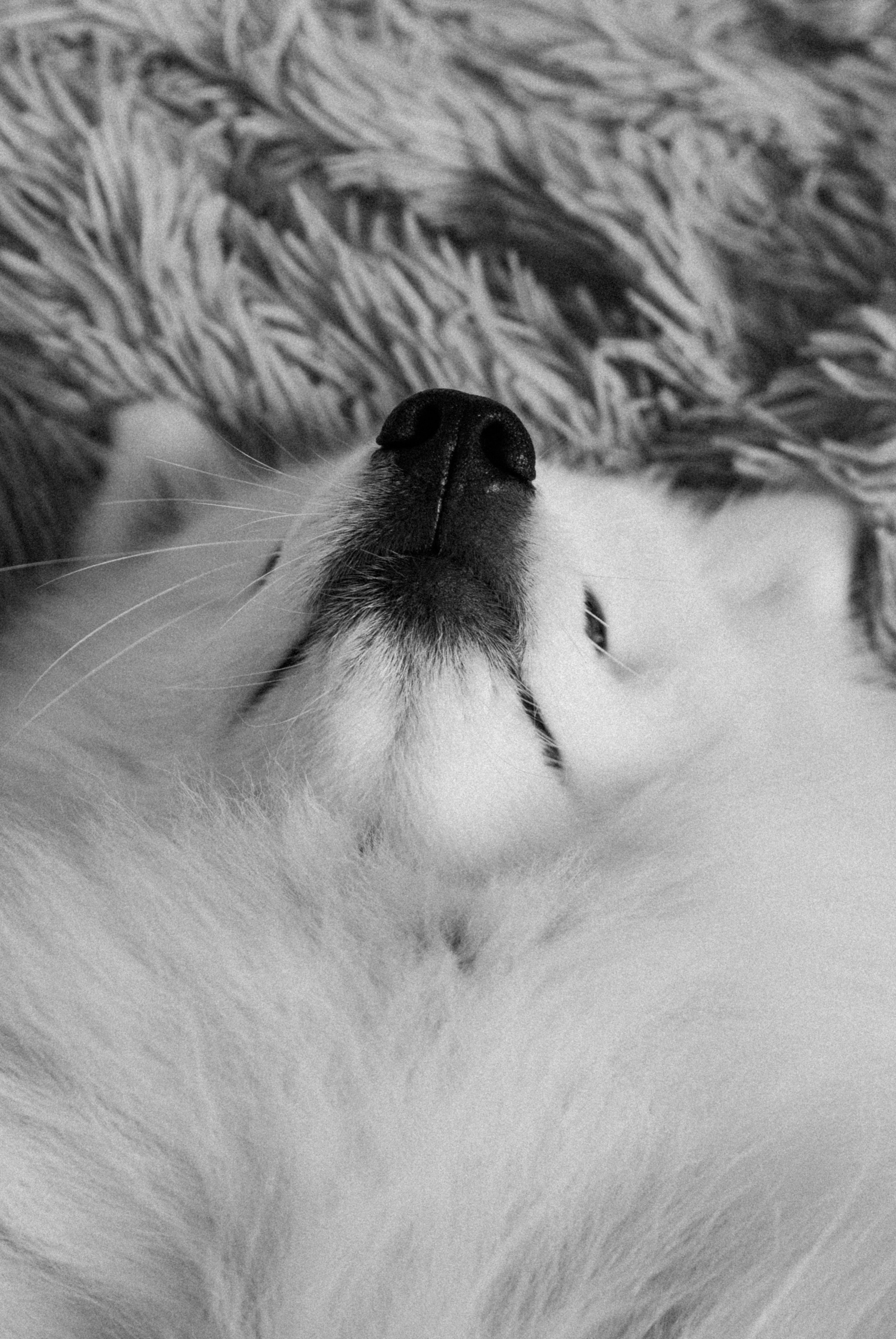 Зоопарк в моём багаже. Кошенкова Мария: портретный и репортажный фотограф. Санкт-Петербург