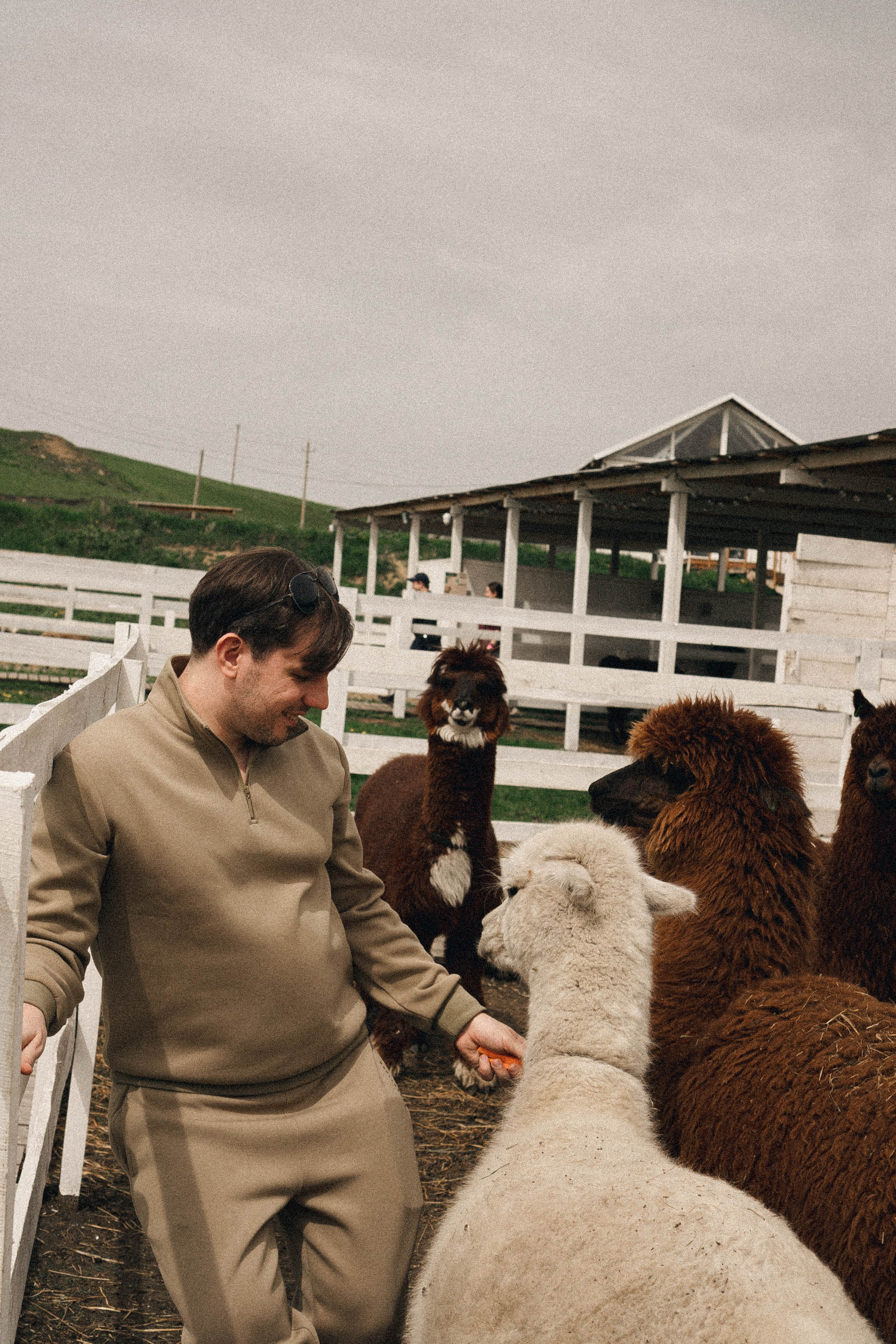 Ферма Альпак. Профессиональный фотограф, Санкт-Петербург — Виктория Богомолова