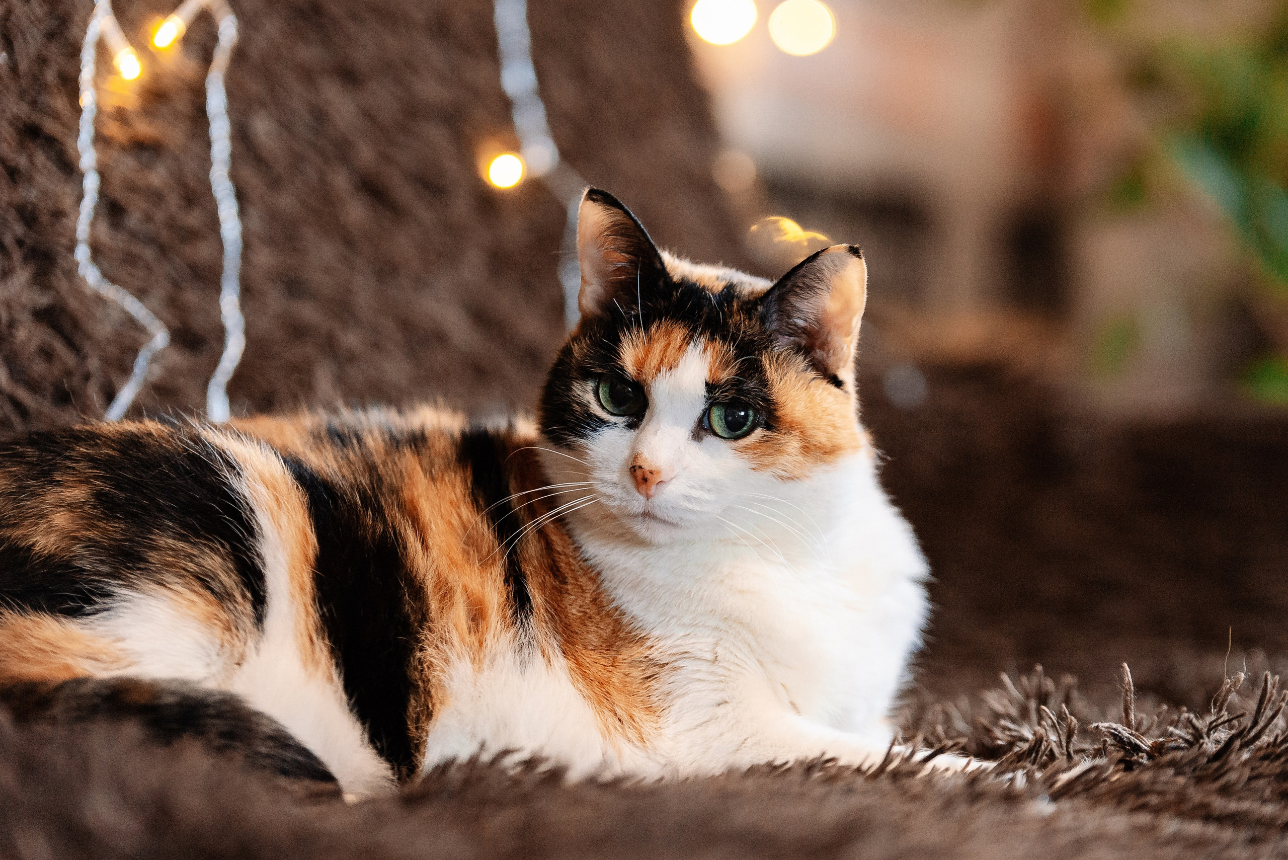 Питомец в кадре. Фотограф-анималист Анастасия Парфенова|Екатеринбург