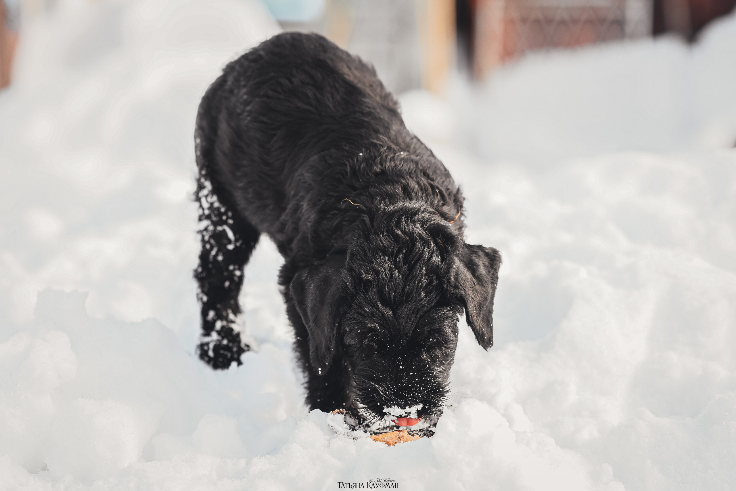 Ризеншнауцер, щенки ризеншнауцера, купить ризеншнауцера, купить щенка, ризеншнауцер Новосибирск, фотосъемка щенков, фотосессия собак, заказать фотосессию, фотографии щенков, сфотографировать щенка, фотограф Анималист, фотограф собак Новосибирск, фотограф анималист Новосибирск