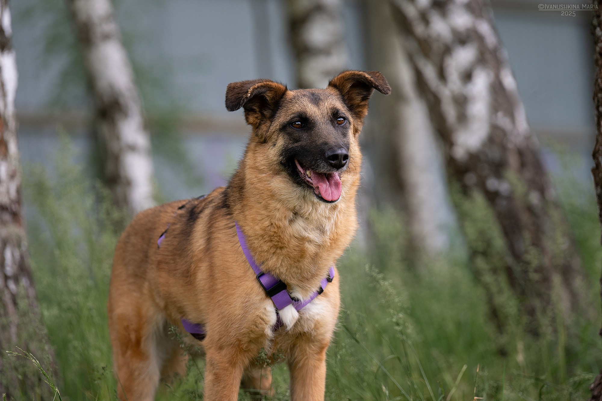 Пиарные фотосессии собак на пристройство. Фотограф собак в Москве и Московской области Иванушкина Мария