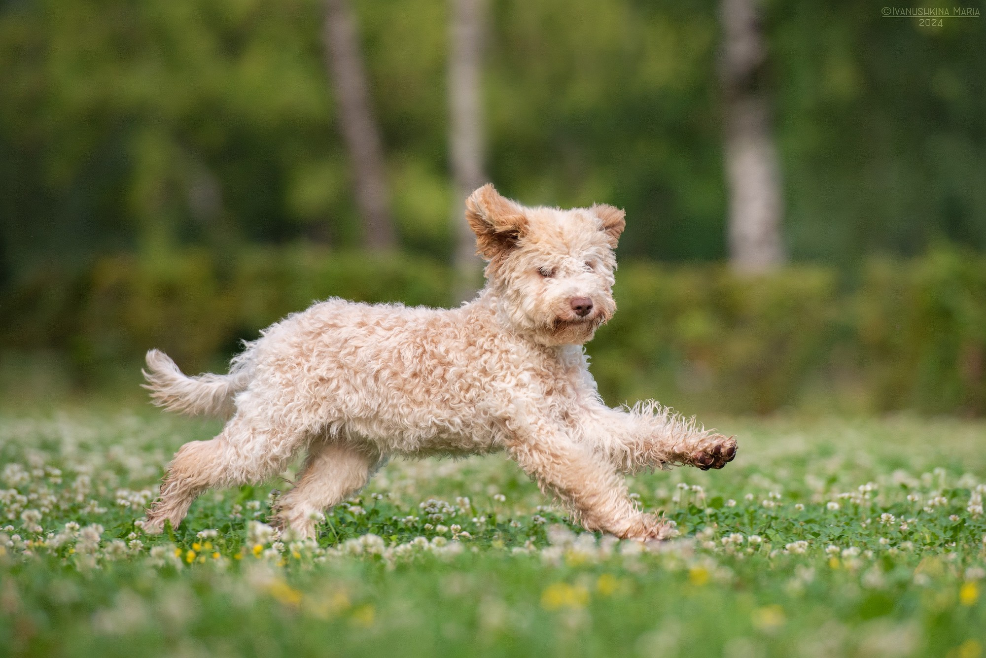 Фотосессия щенков на продажу. Фотограф собак в Москве и Московской области Иванушкина Мария