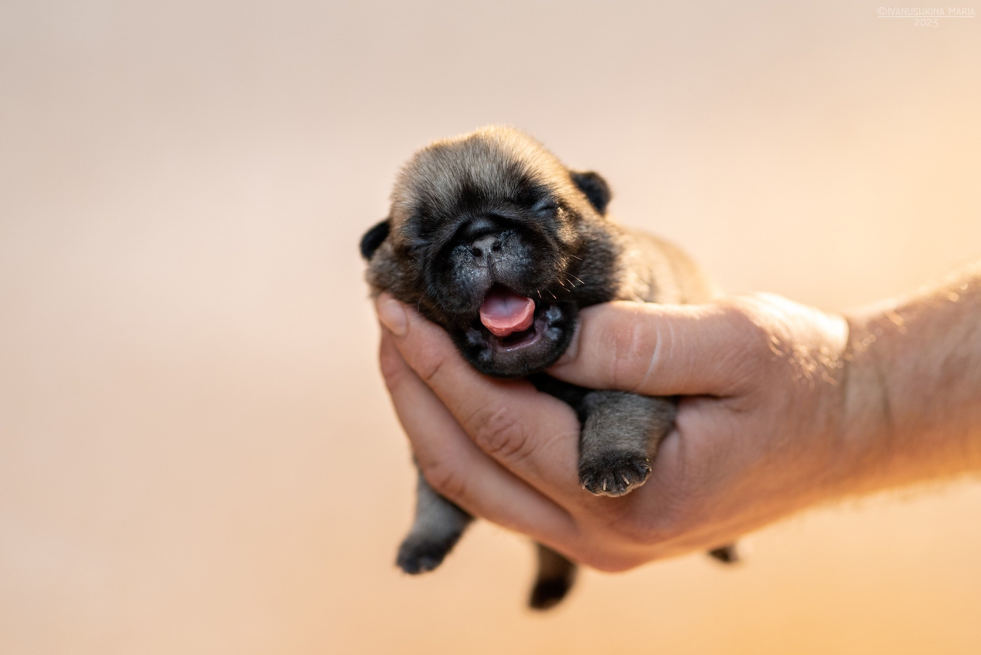 Ньюборн фотосессия щенков. Фотограф собак в Москве и Московской области Иванушкина Мария
