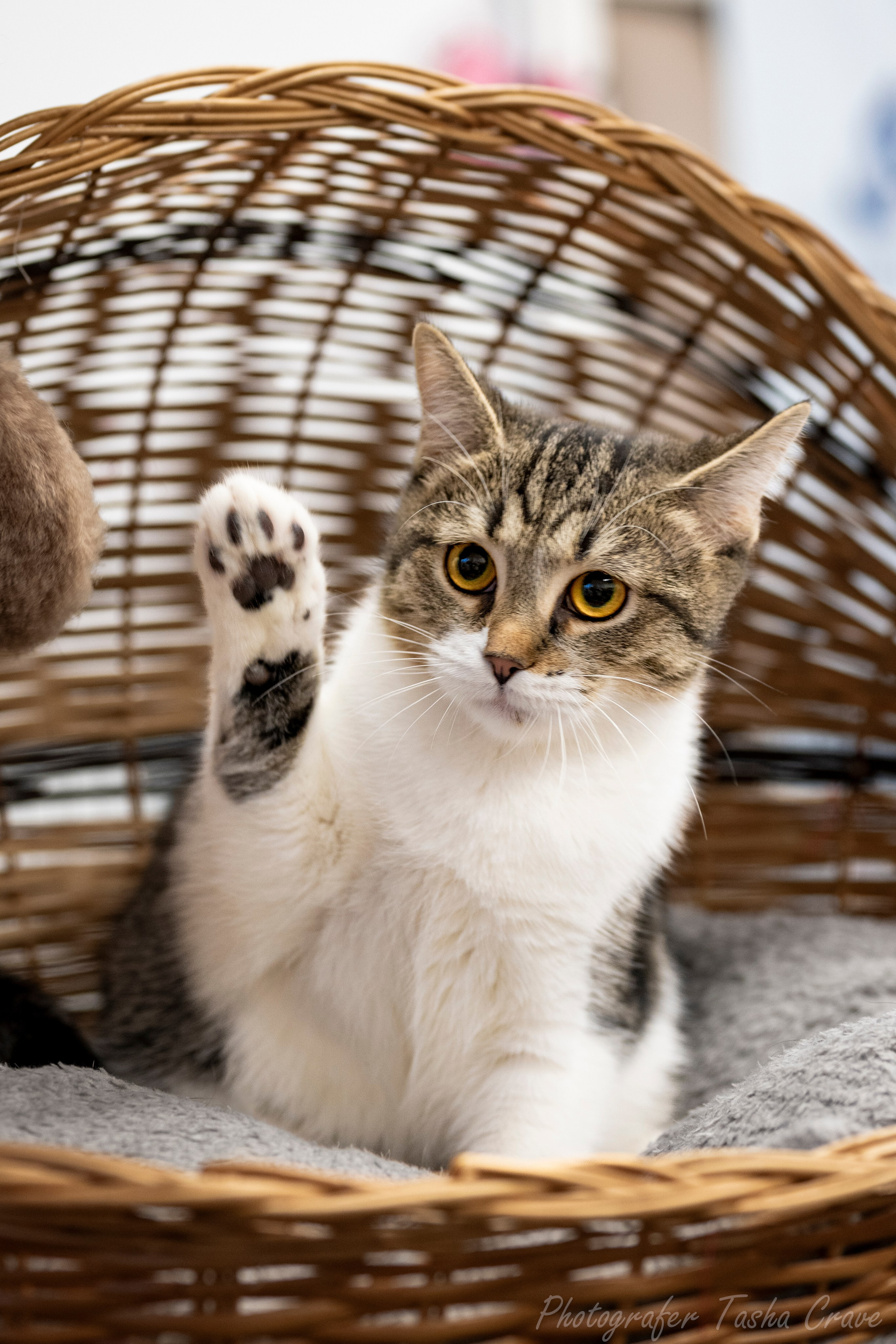 Приют для котиков "Убежище". Фотограф анималист в Санкт-Петербурге Таша Крейв