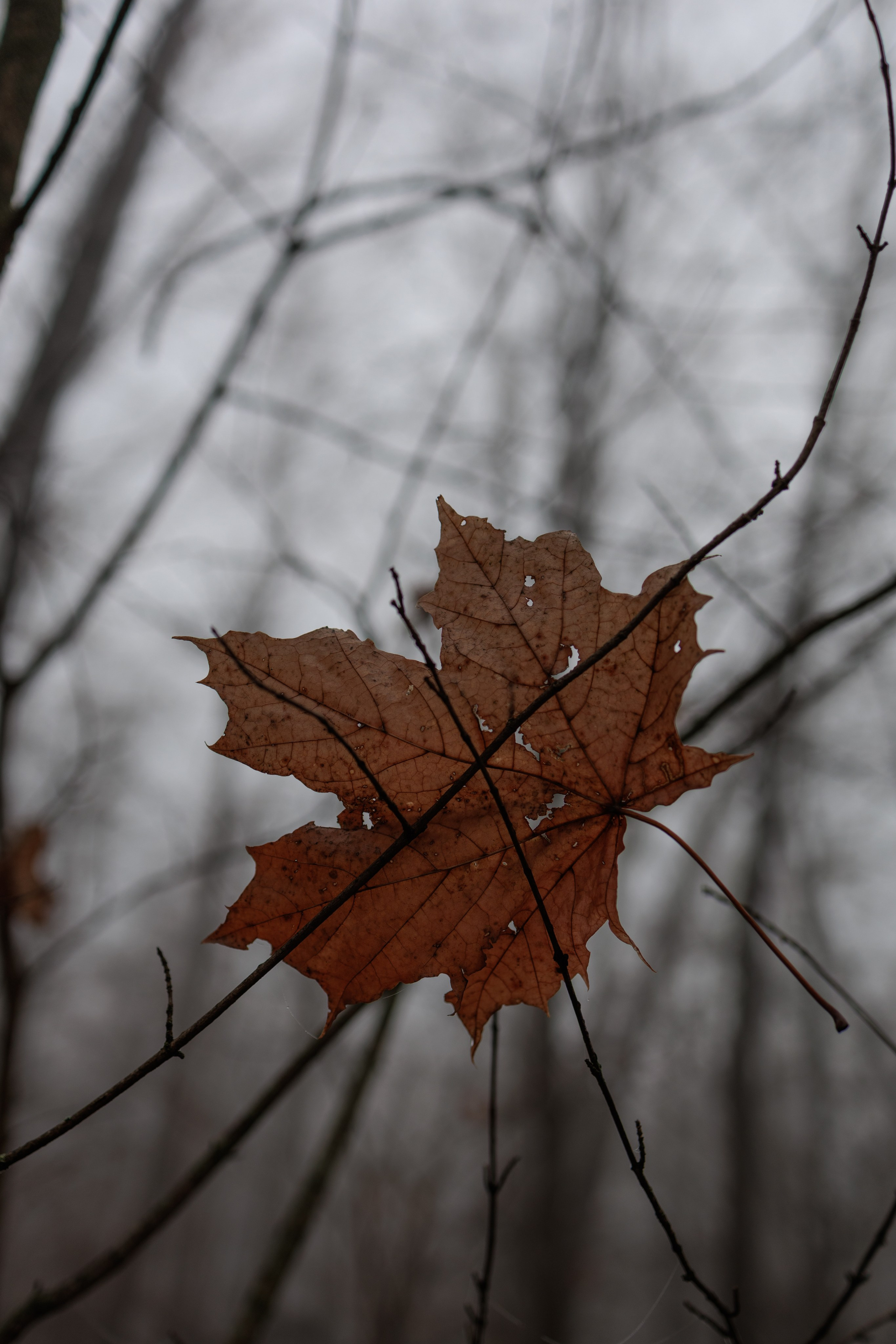 В туманном лесу. Семейный фотограф в Белгороде