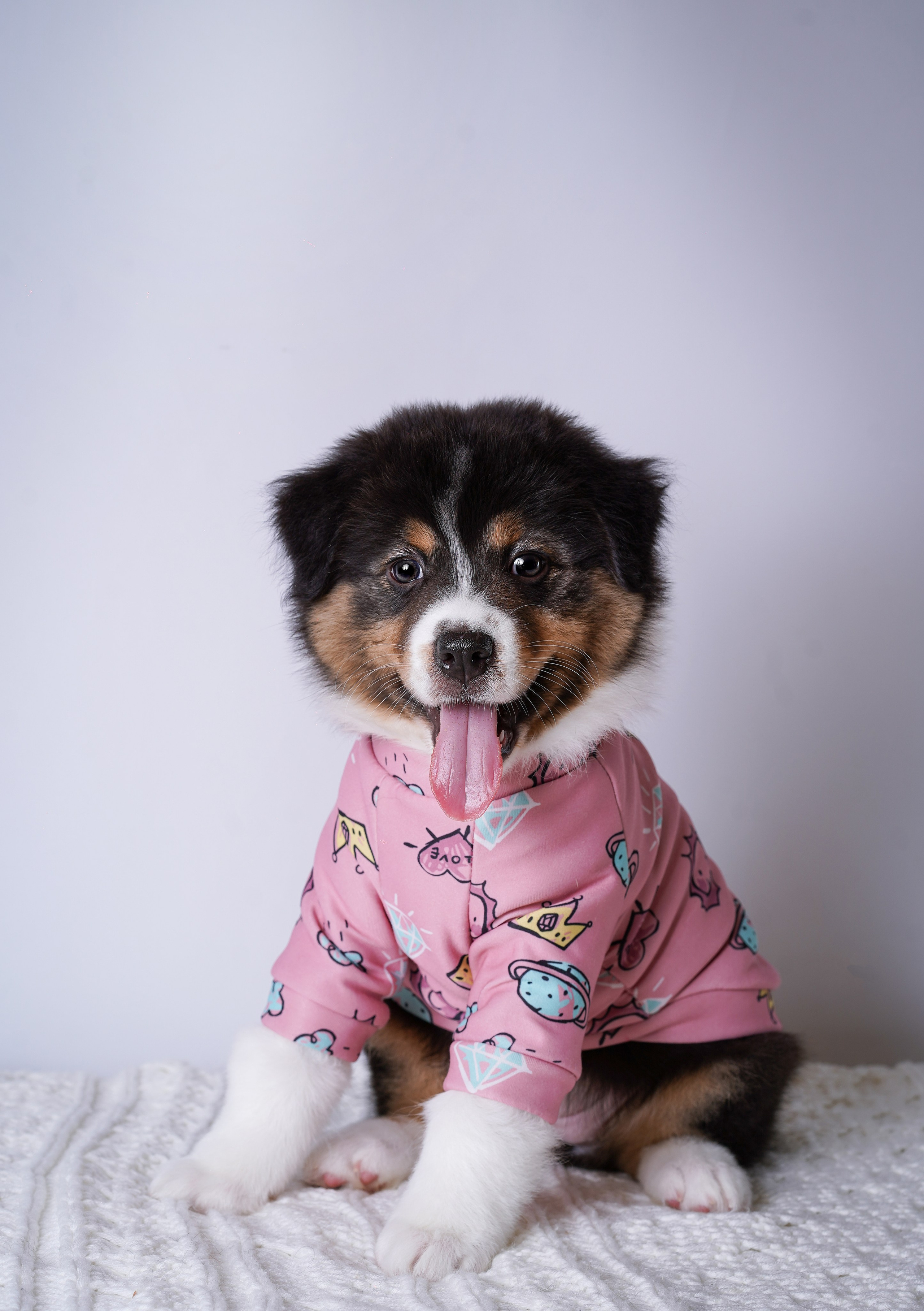 Щенки аусси. Фотограф-анималист в Санкт-Петербурге Яна Мартынова