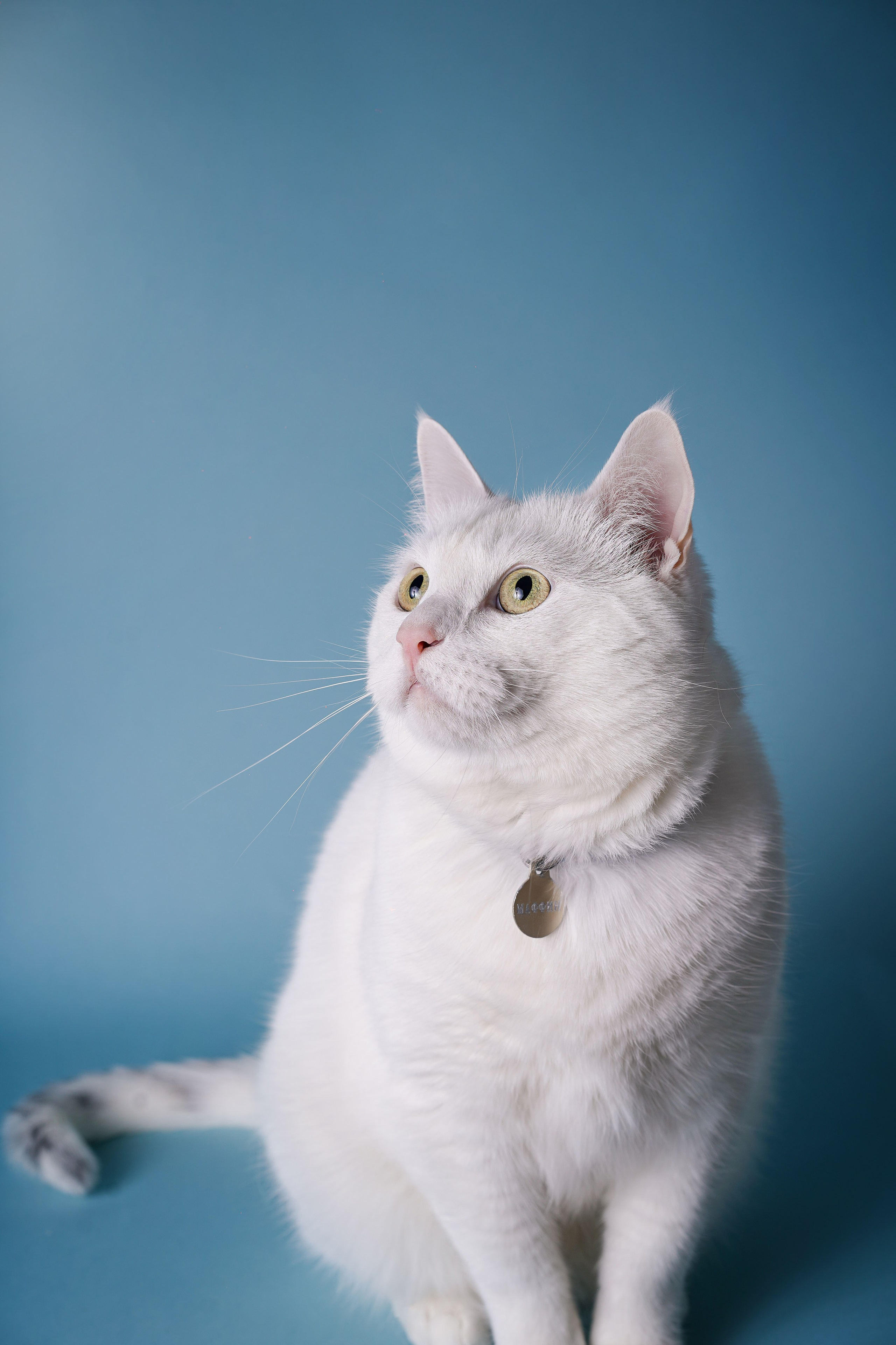 Маффин и Сэм. Фотограф-анималист в Санкт-Петербурге Яна Мартынова