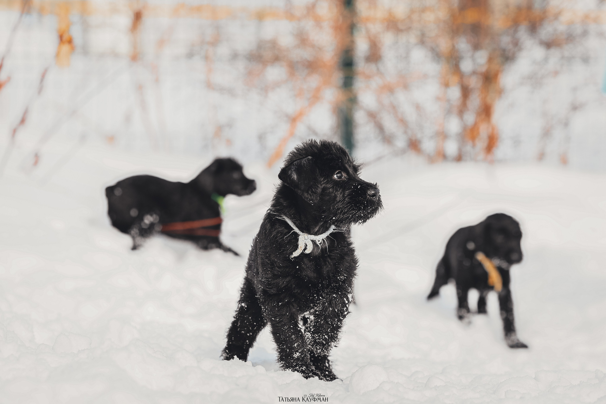 Ризеншнауцер, щенки ризеншнауцера, купить ризеншнауцера, купить щенка, ризеншнауцер Новосибирск, фотосъемка щенков, фотосессия собак, заказать фотосессию, фотографии щенков, сфотографировать щенка, фотограф Анималист, фотограф собак Новосибирск, фотограф анималист Новосибирск