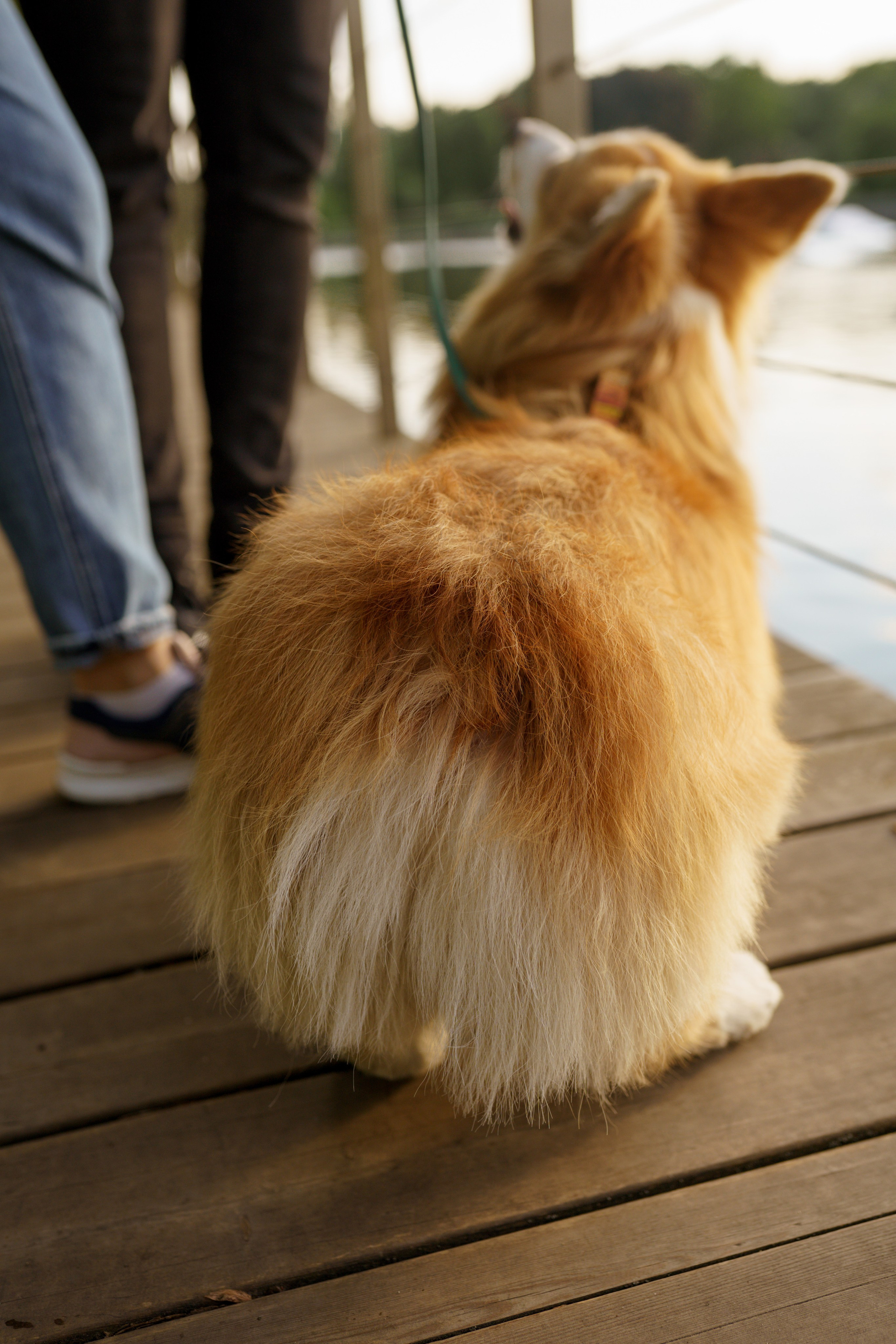 Катя, Арсений и Пух. Свадебный фотограф в Москве Анна Полушина