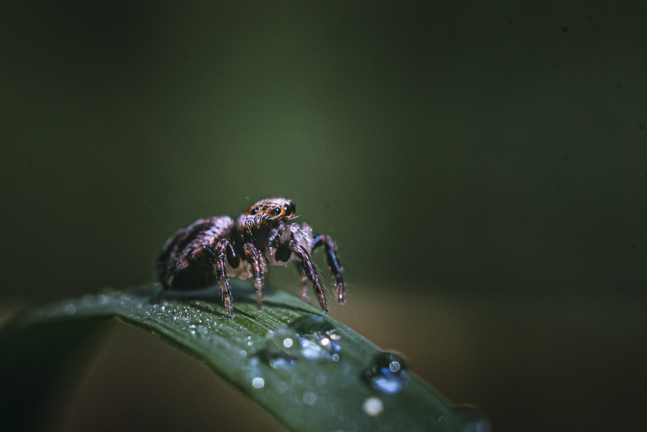 Художественное макро. Мотофотограф в Нижнем Новгороде Динара Зуйкова