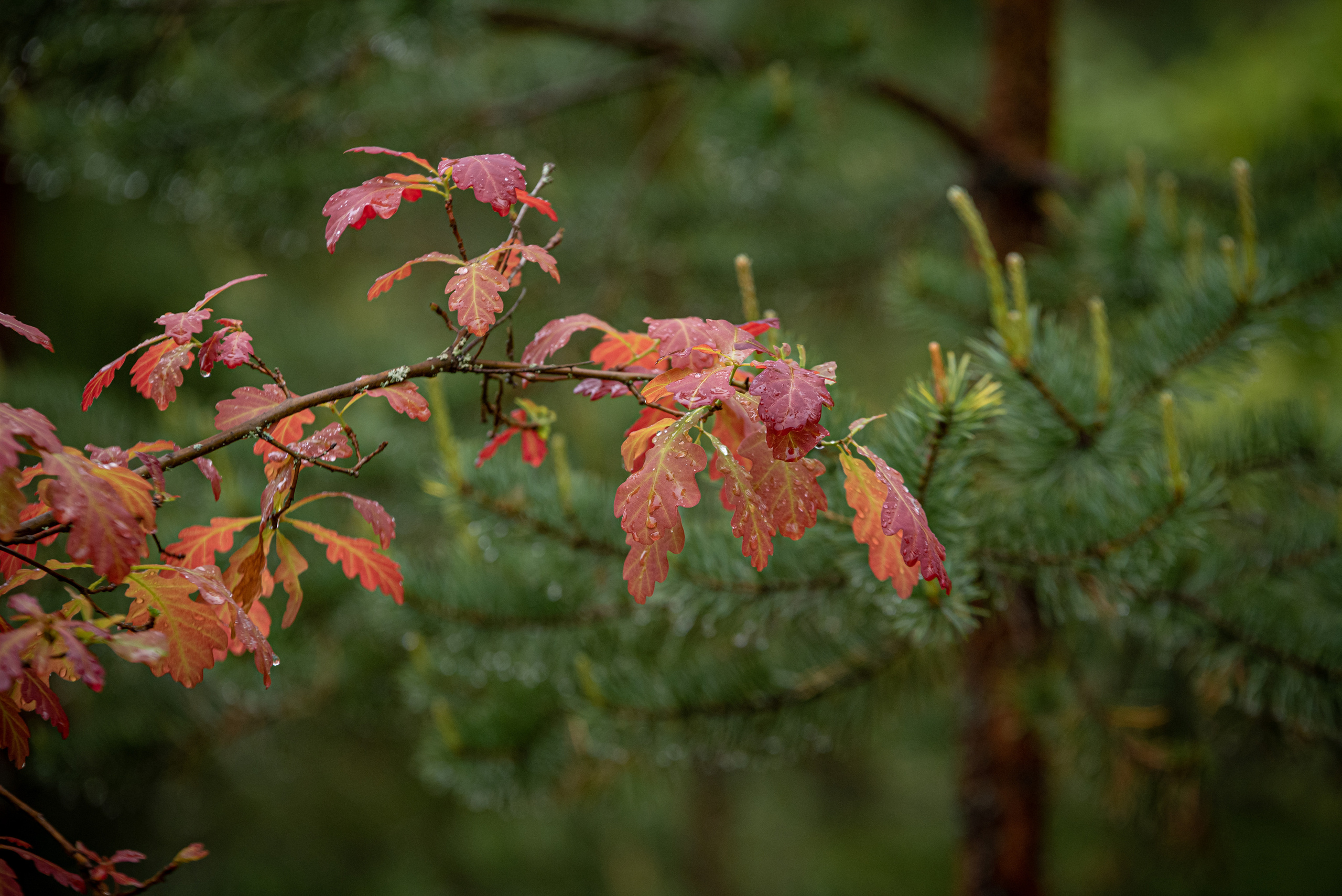 Природа. Мотофотограф в Нижнем Новгороде Динара Зуйкова