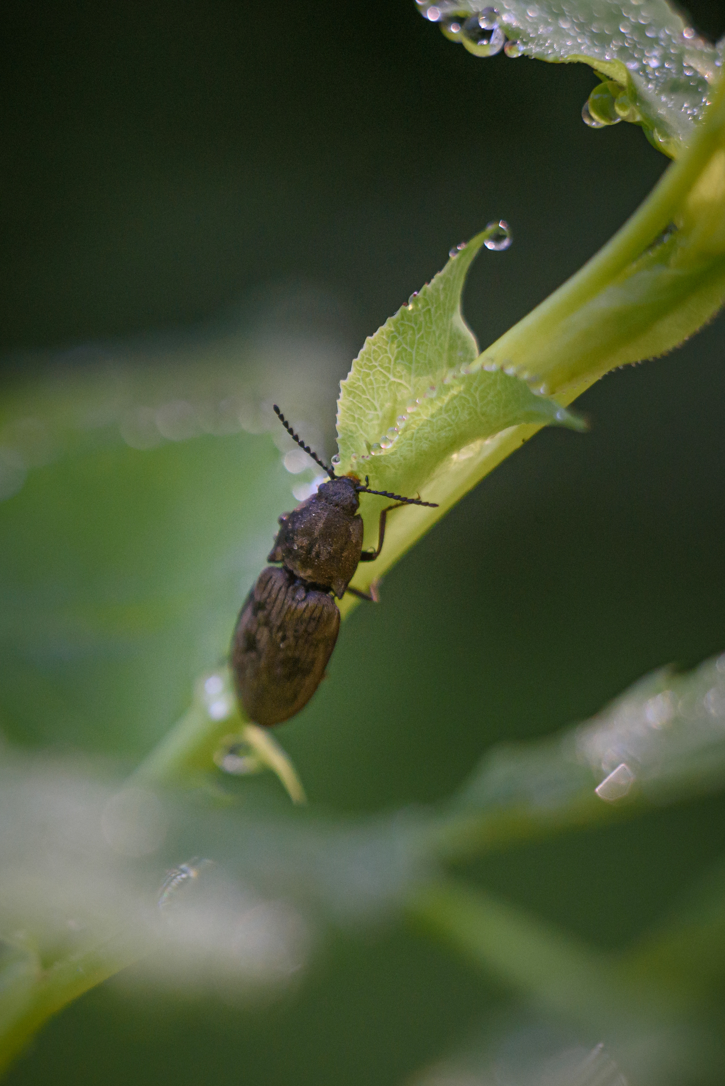 Художественное макро. Мотофотограф в Нижнем Новгороде Динара Зуйкова